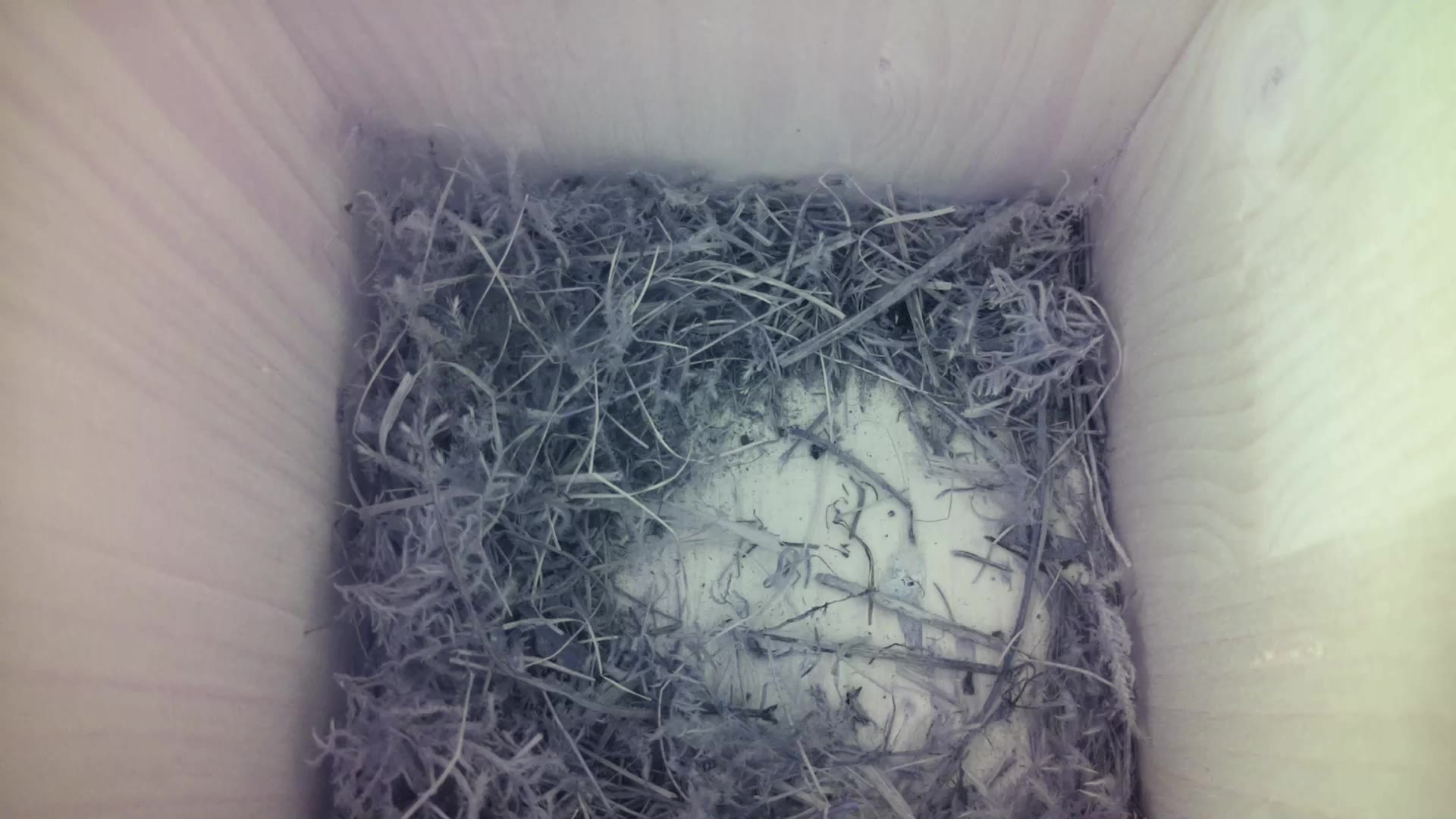 Aufnahme aus dem Vogelhaus