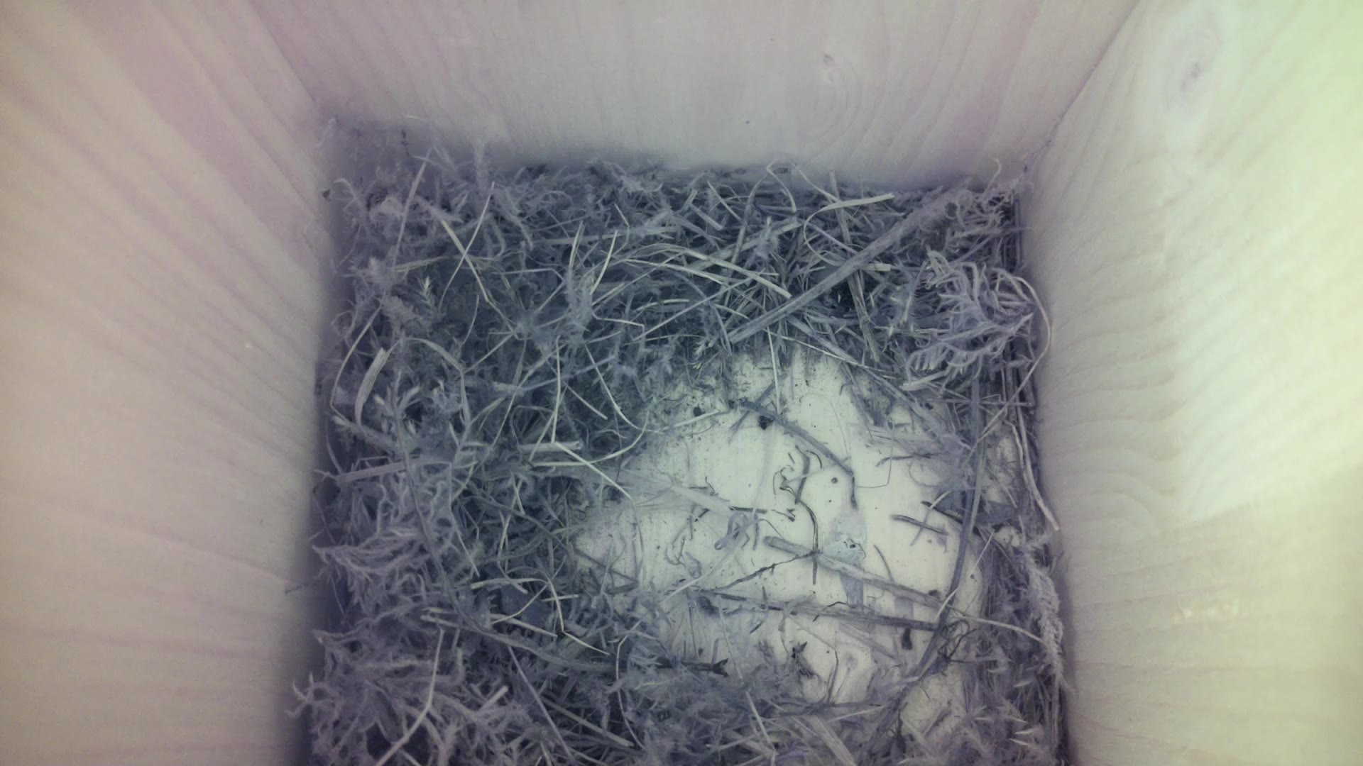 Aufnahme aus dem Vogelhaus