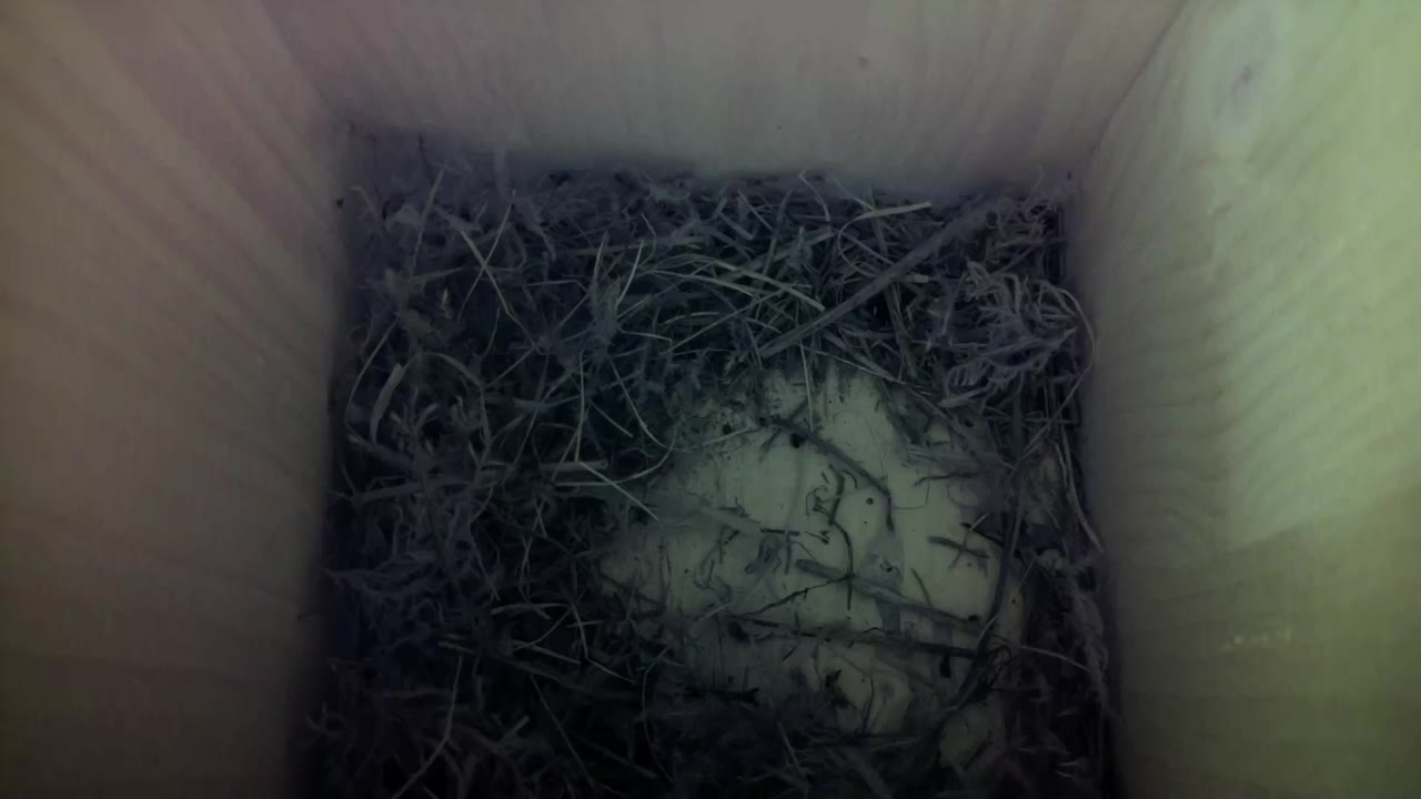 Aufnahme aus dem Vogelhaus