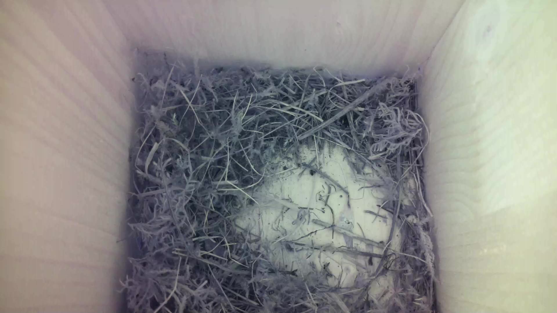 Aufnahme aus dem Vogelhaus