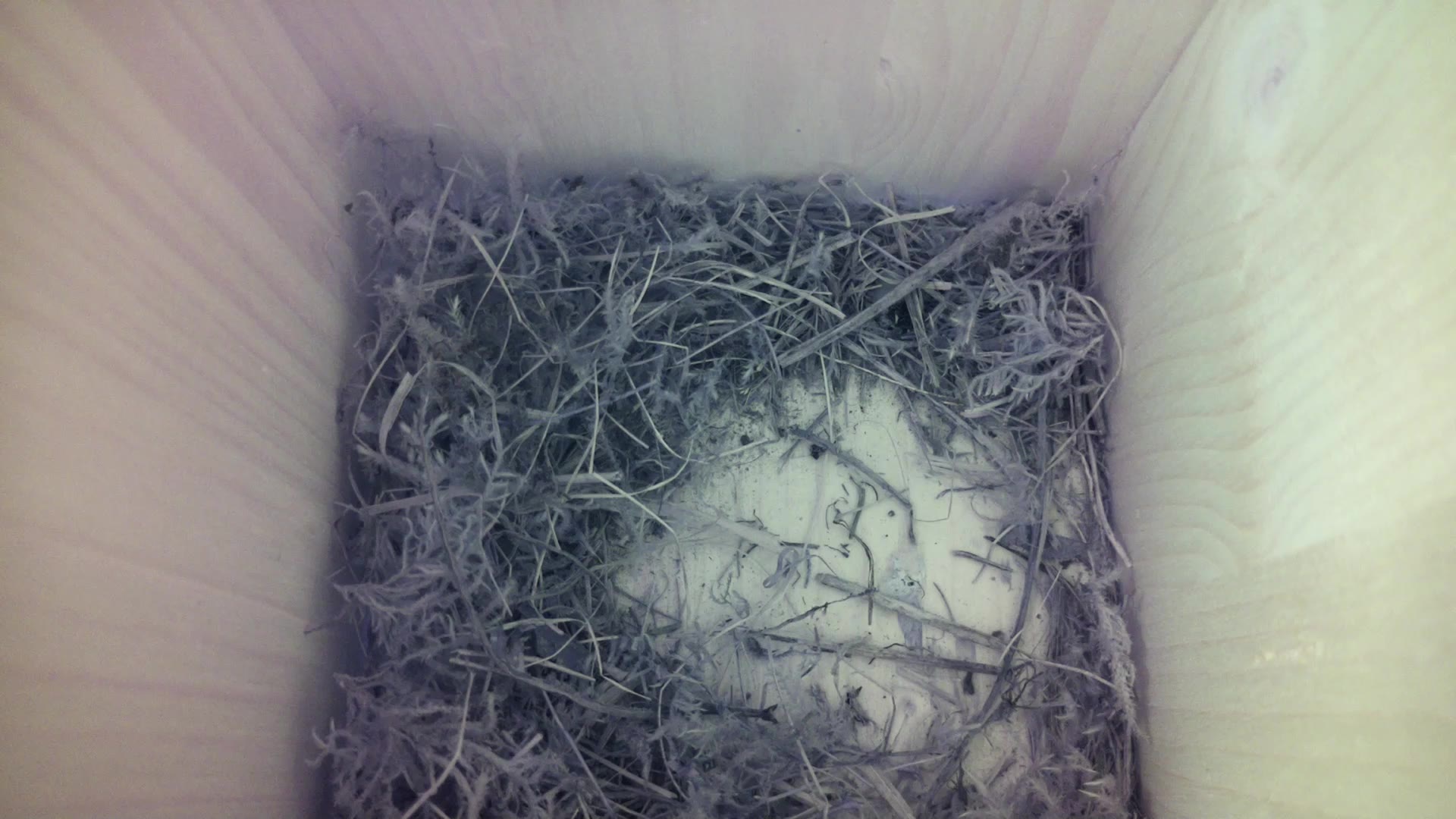 Aufnahme aus dem Vogelhaus