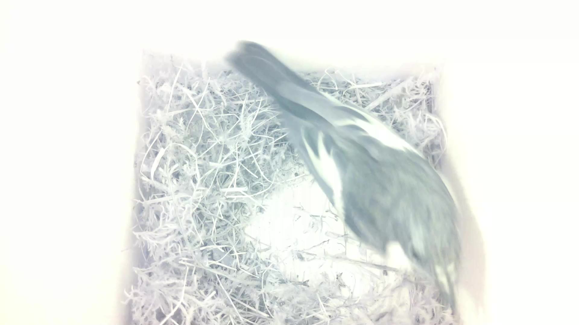 Aufnahme aus dem Vogelhaus