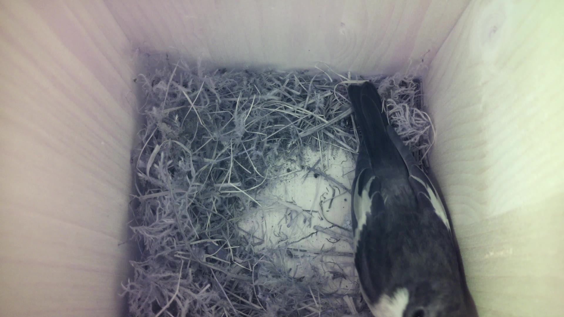 Aufnahme aus dem Vogelhaus