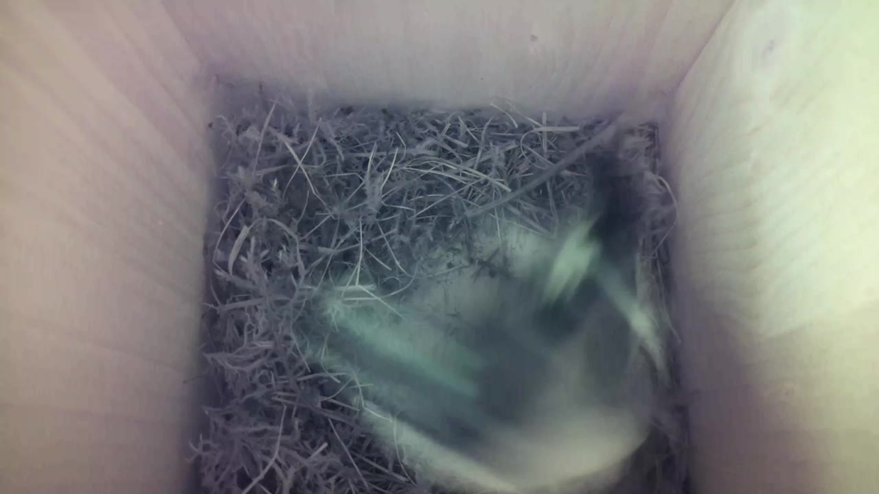 Aufnahme aus dem Vogelhaus