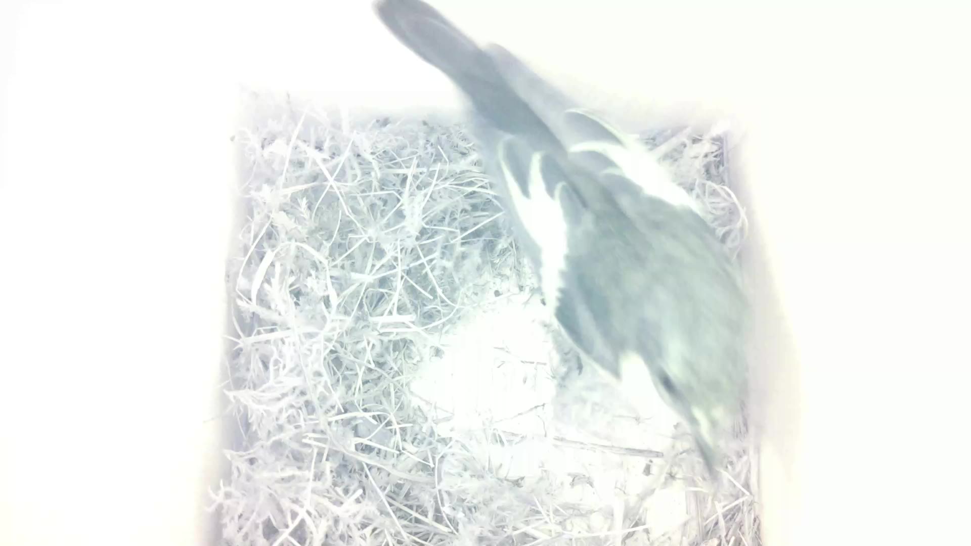 Aufnahme aus dem Vogelhaus