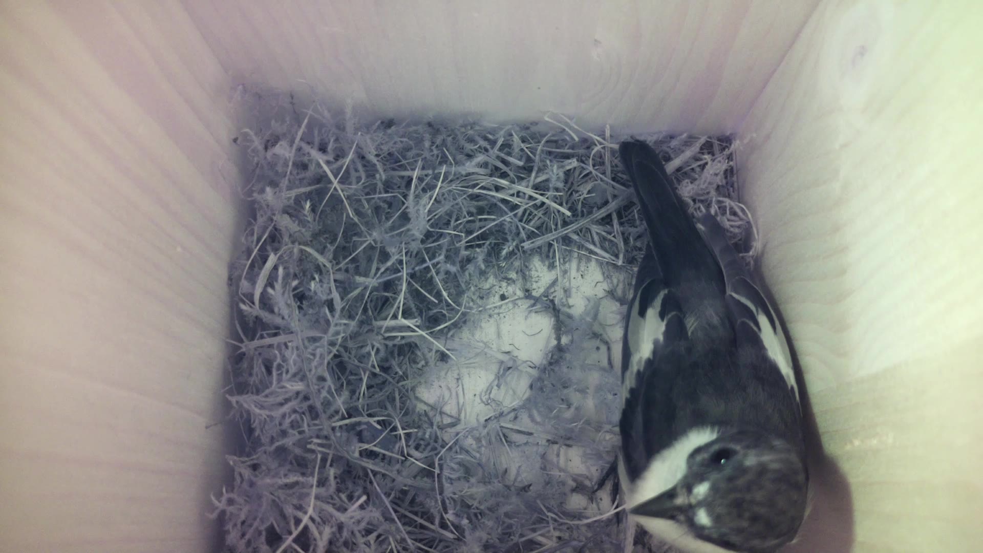 Aufnahme aus dem Vogelhaus