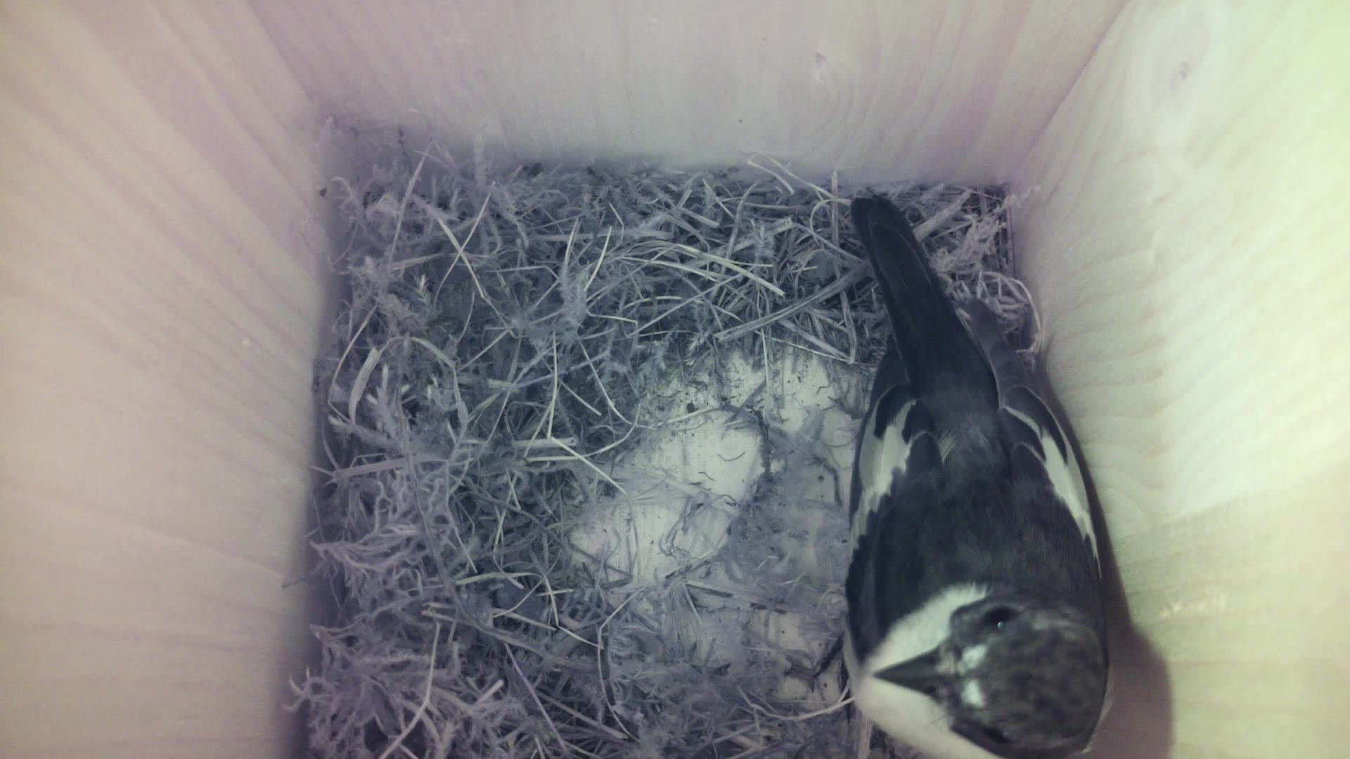 Aufnahme aus dem Vogelhaus