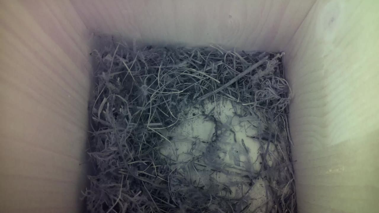 Aufnahme aus dem Vogelhaus