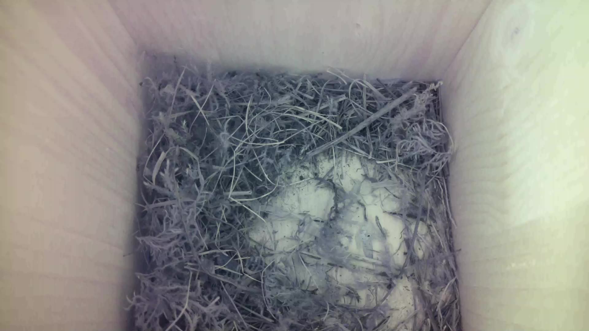 Aufnahme aus dem Vogelhaus