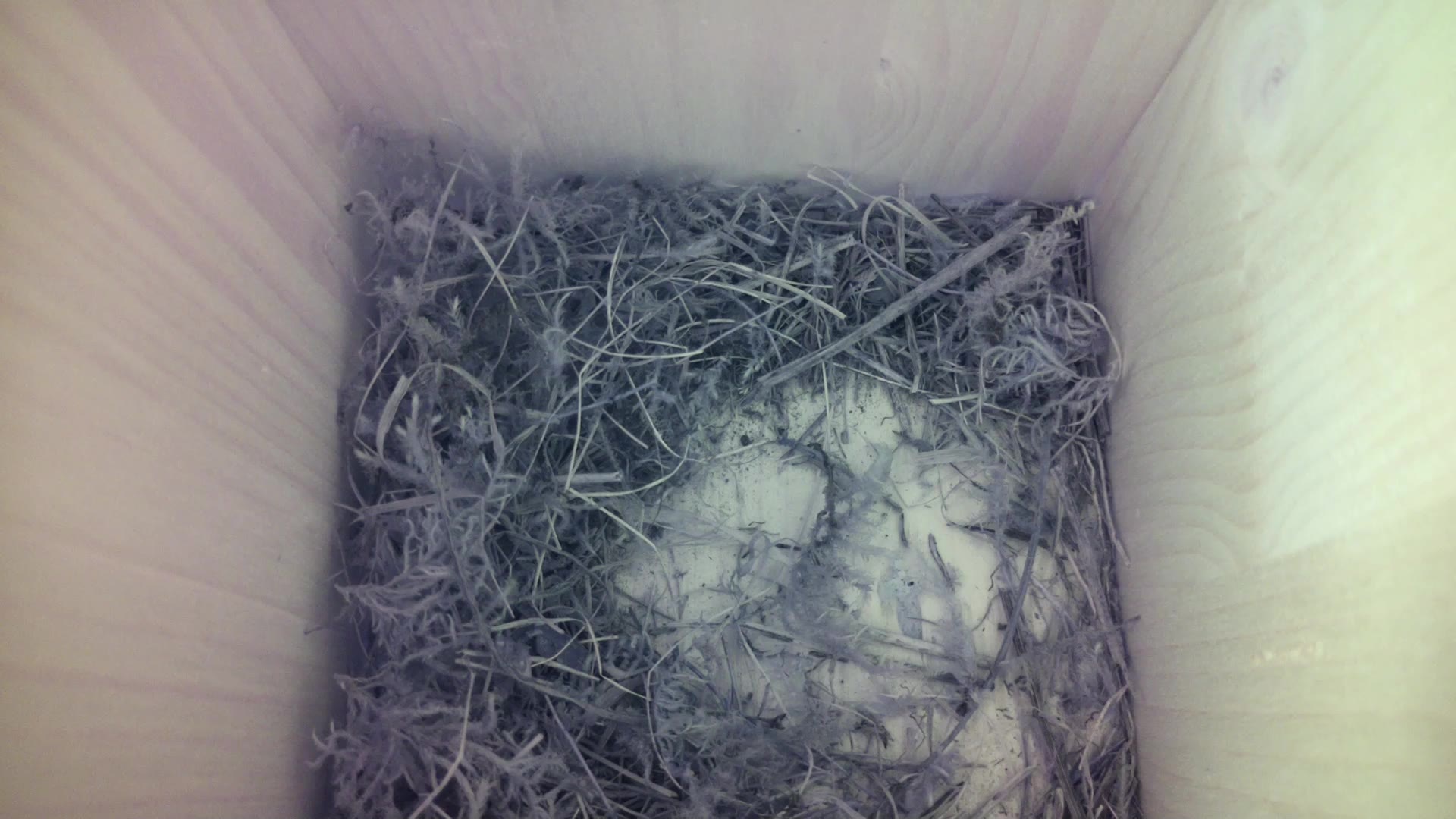 Aufnahme aus dem Vogelhaus