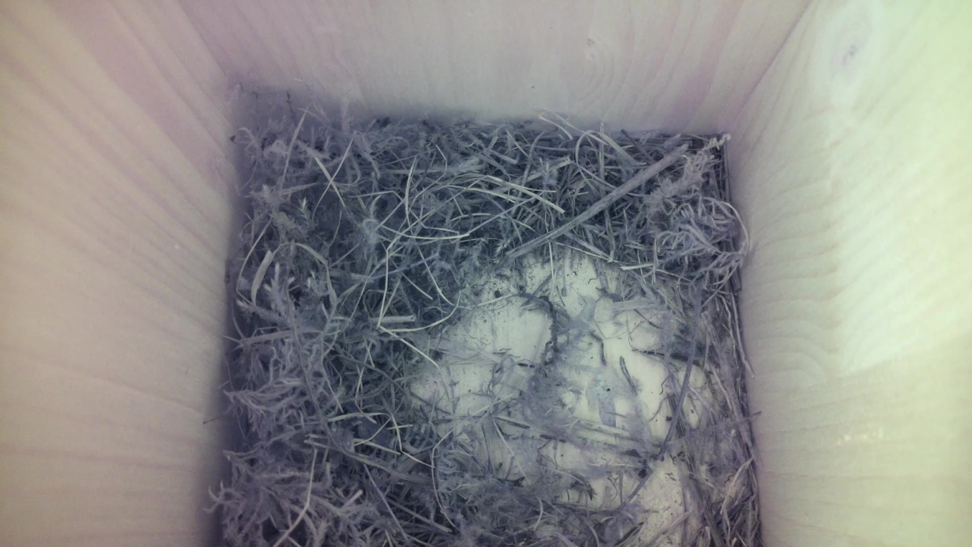 Aufnahme aus dem Vogelhaus