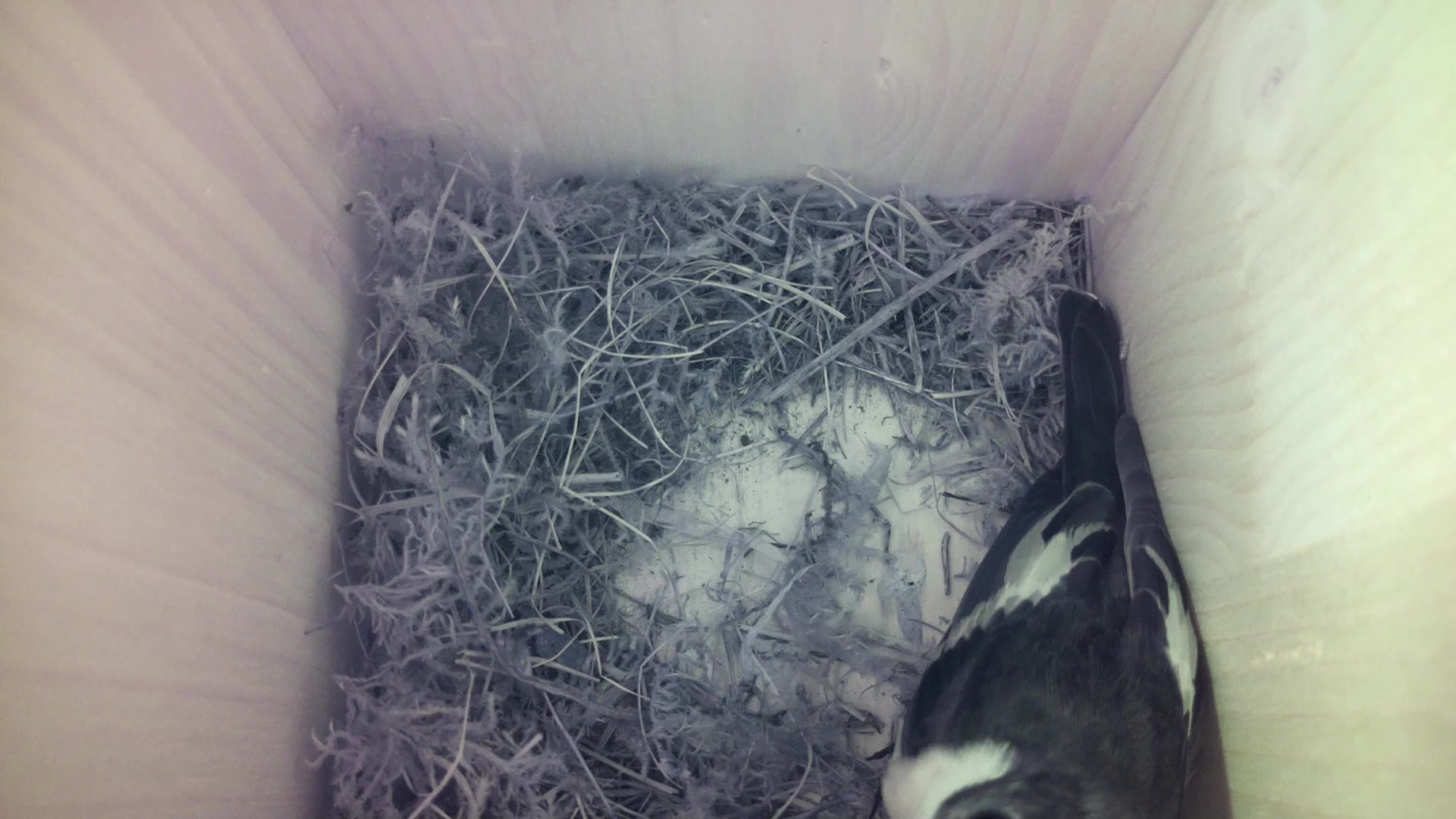 Aufnahme aus dem Vogelhaus