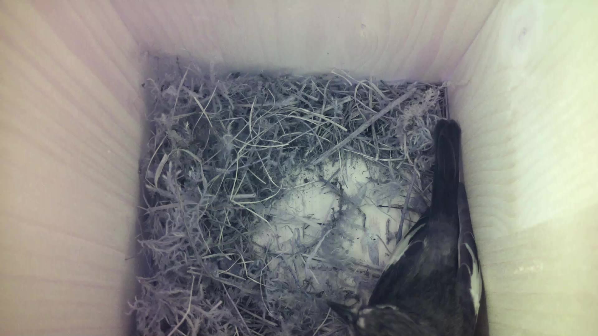 Aufnahme aus dem Vogelhaus