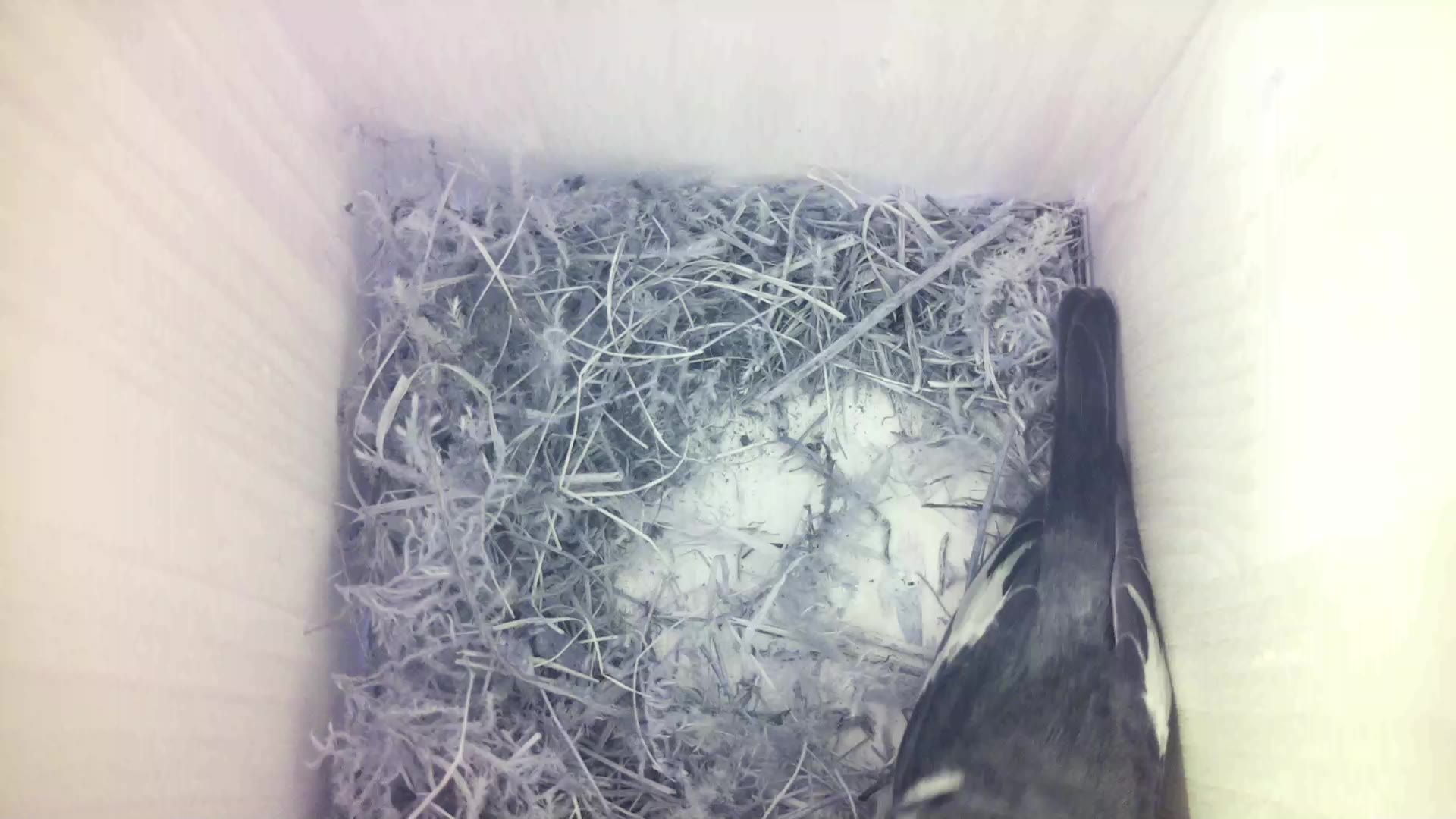 Aufnahme aus dem Vogelhaus