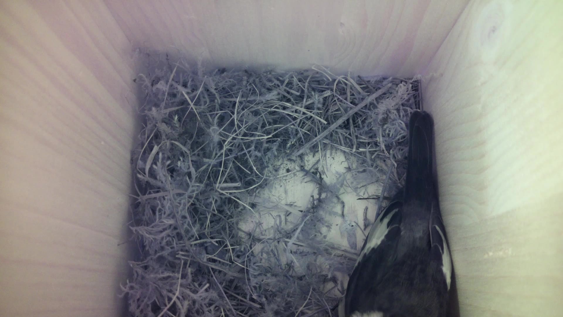 Aufnahme aus dem Vogelhaus