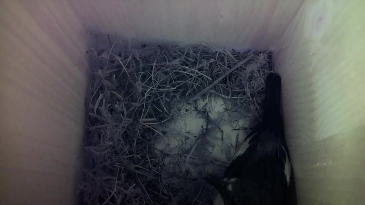 Aufnahme aus dem Vogelhaus