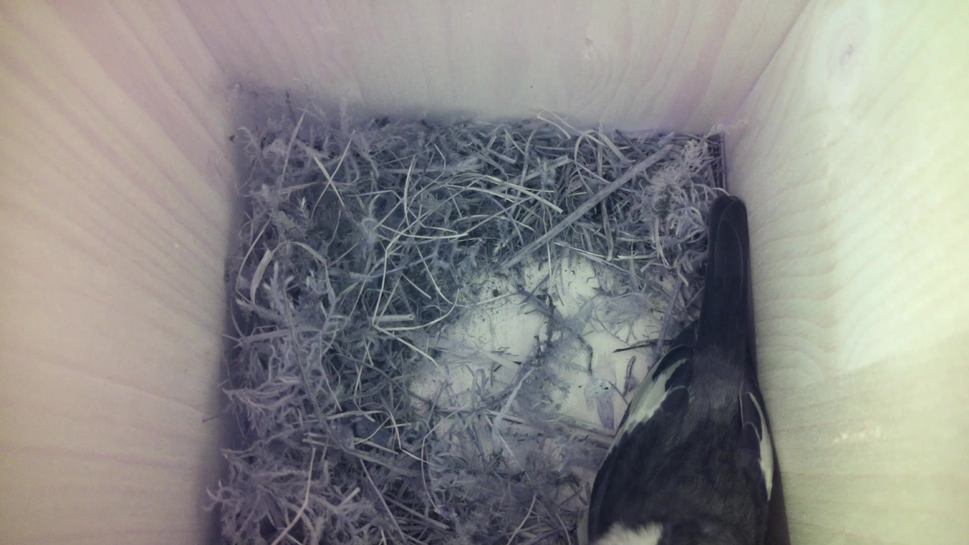 Aufnahme aus dem Vogelhaus