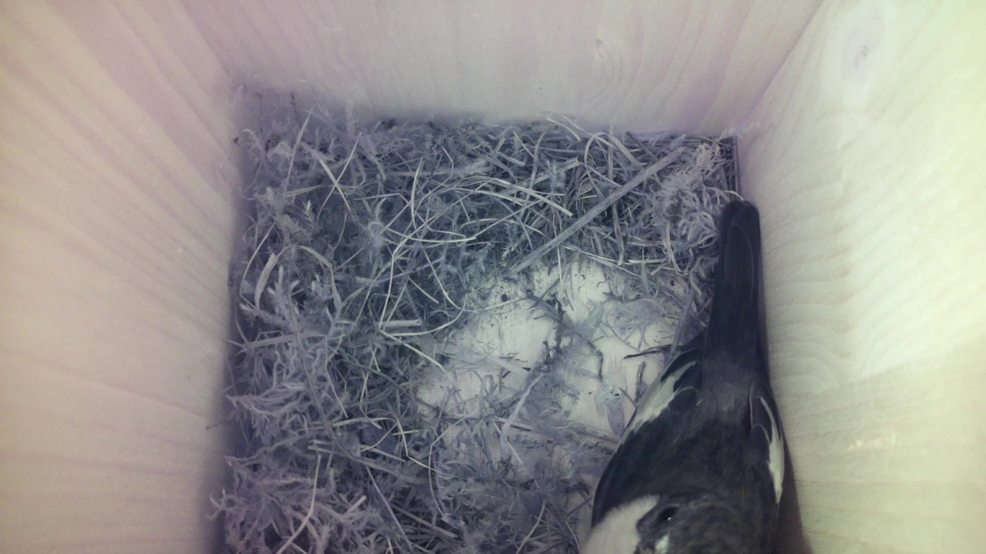 Aufnahme aus dem Vogelhaus