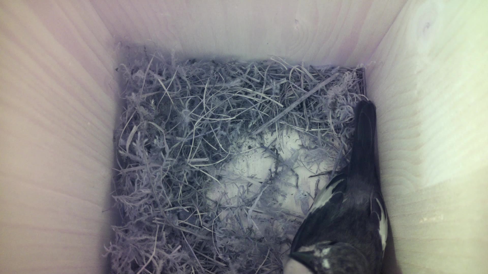 Aufnahme aus dem Vogelhaus