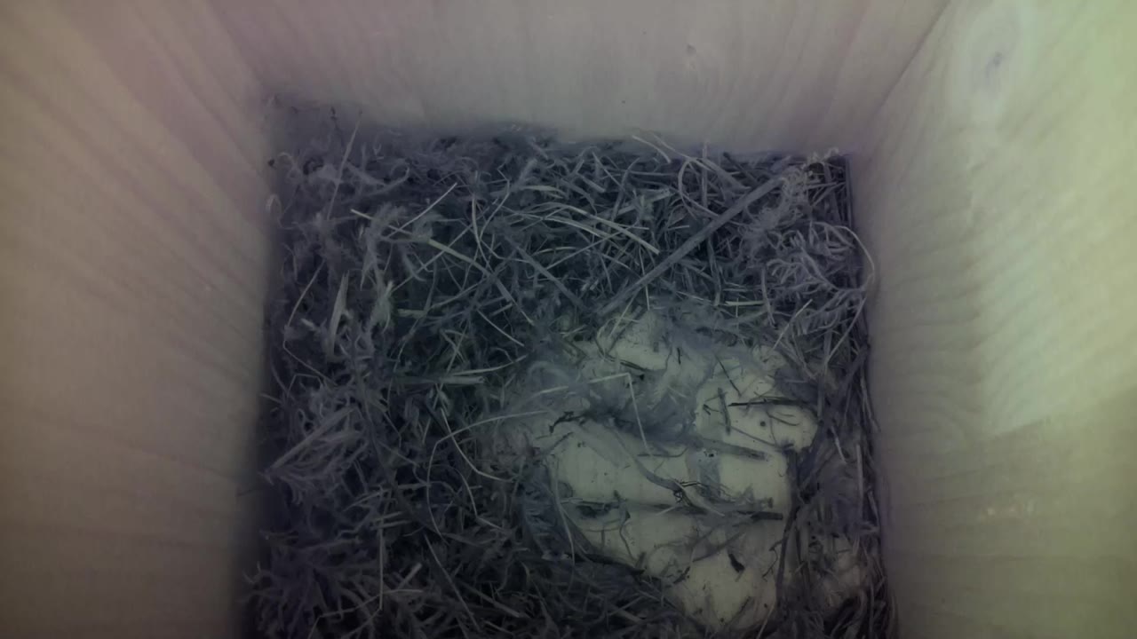 Aufnahme aus dem Vogelhaus