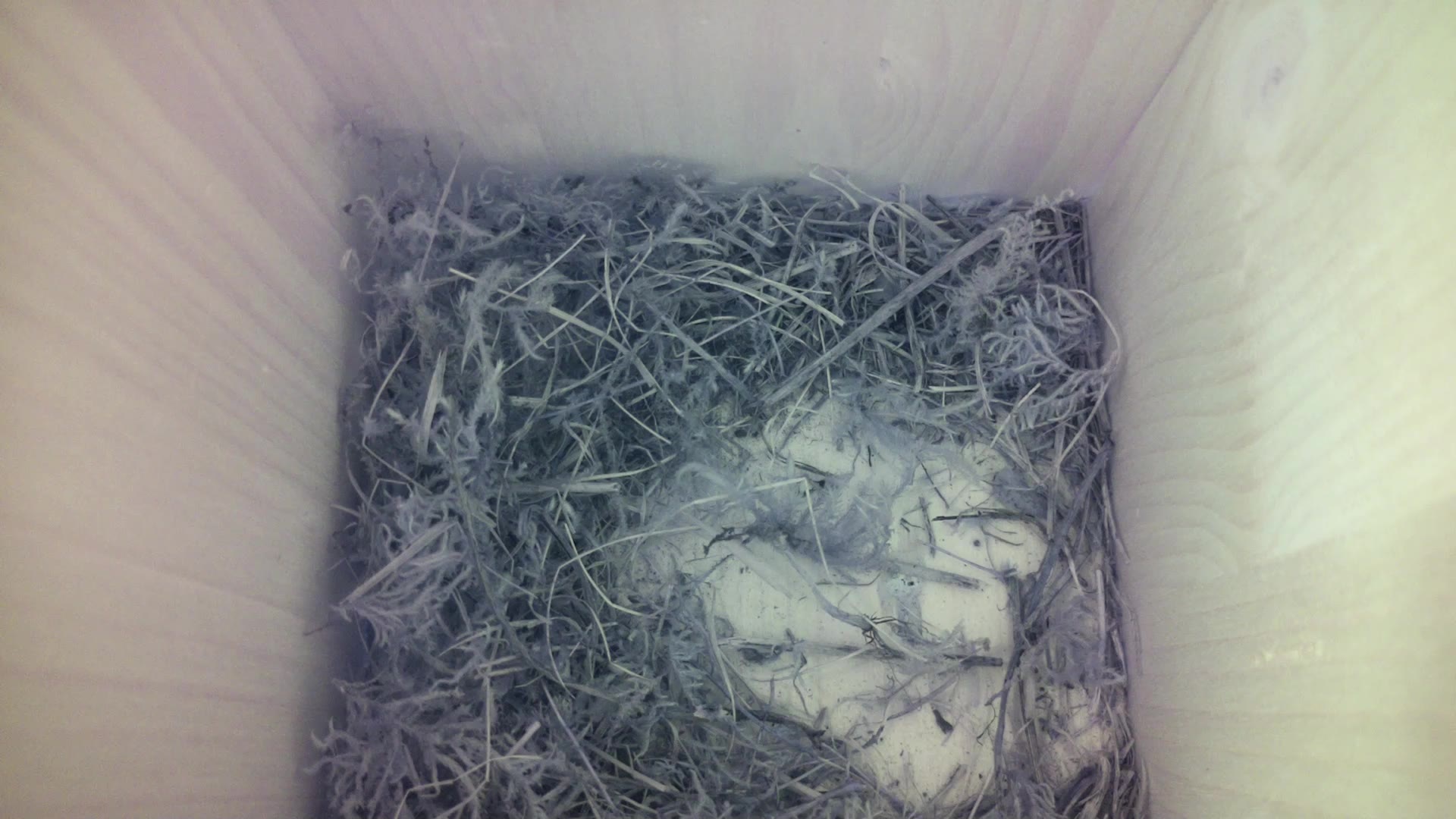 Aufnahme aus dem Vogelhaus