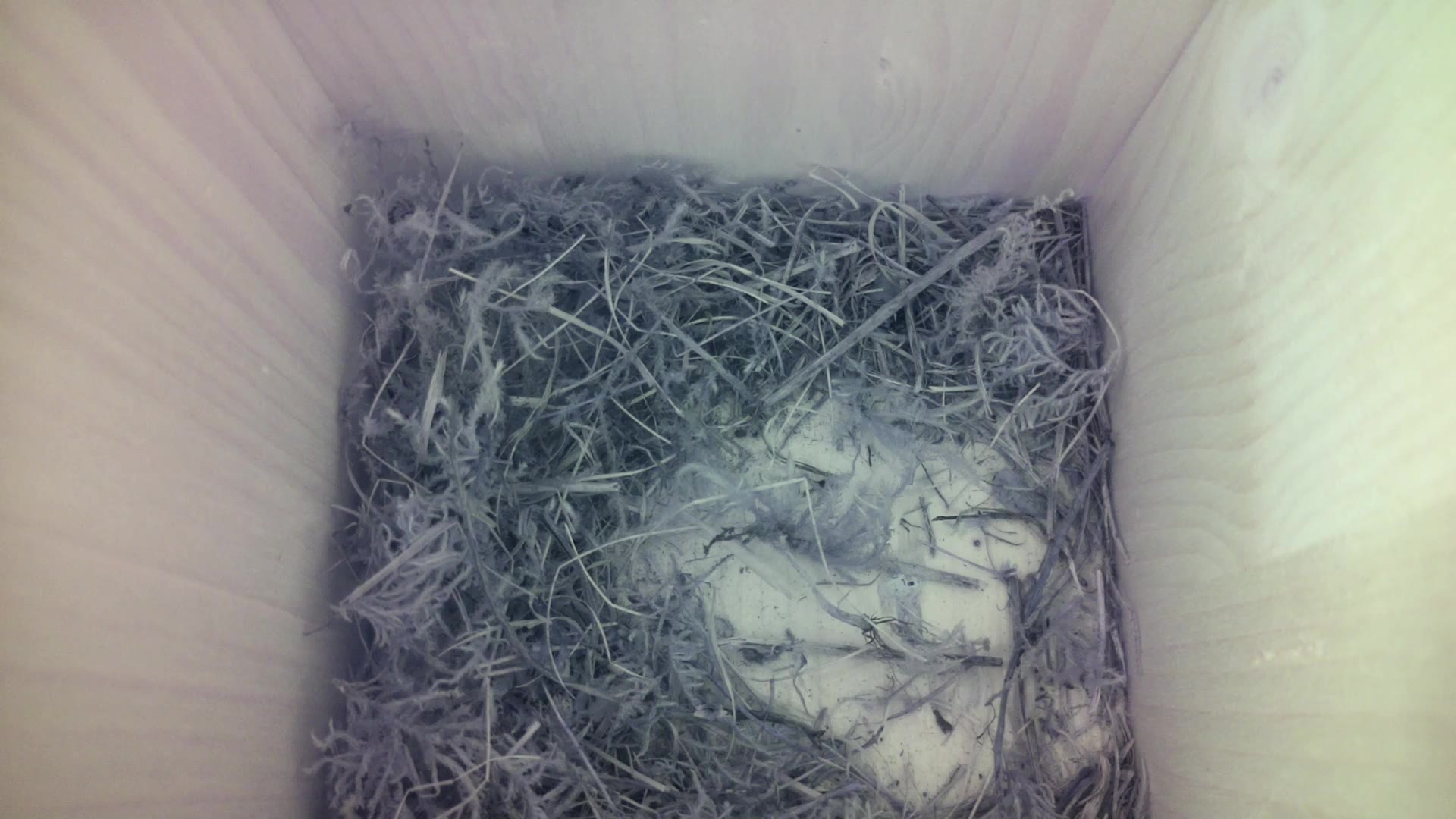 Aufnahme aus dem Vogelhaus