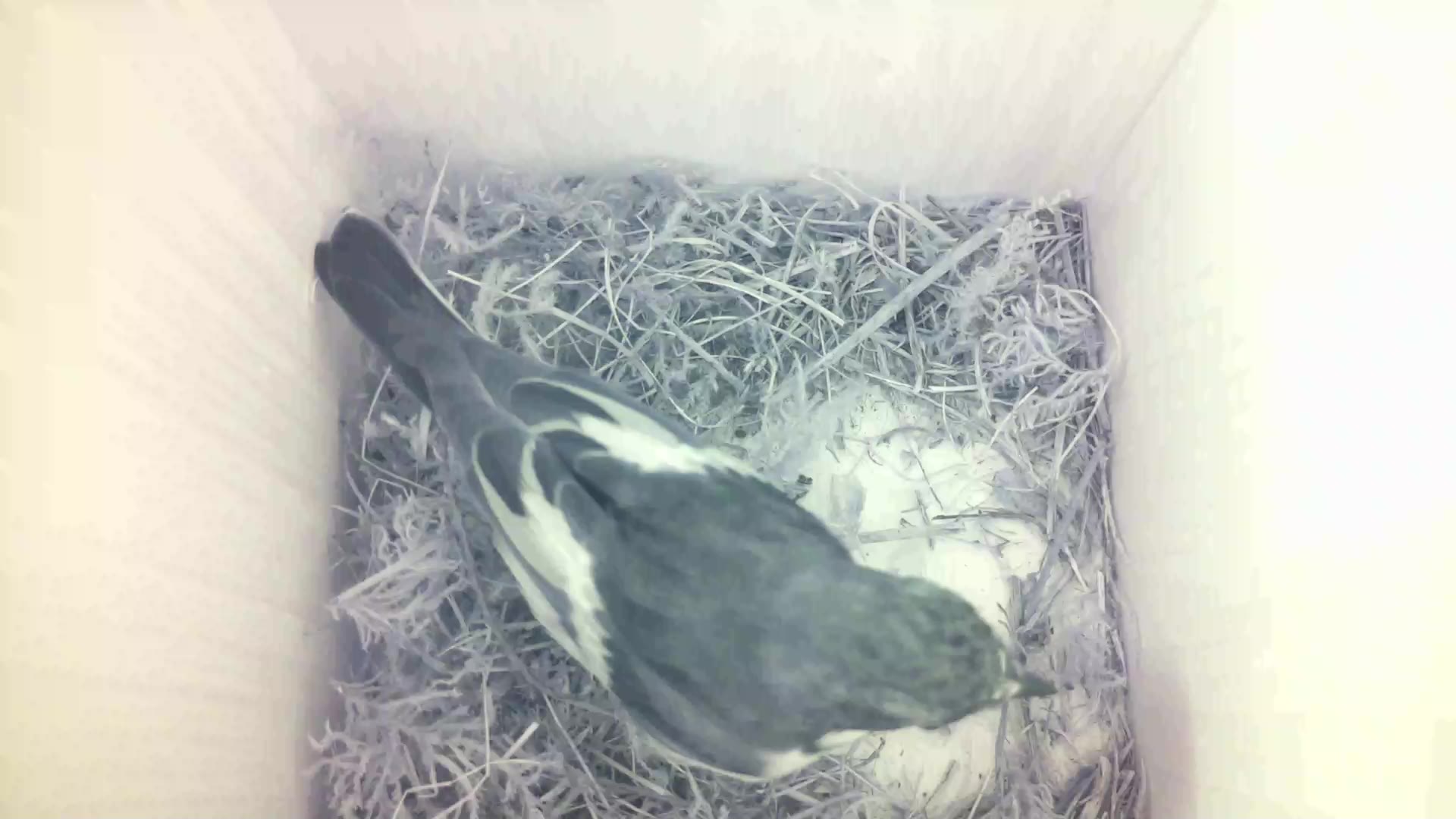 Aufnahme aus dem Vogelhaus
