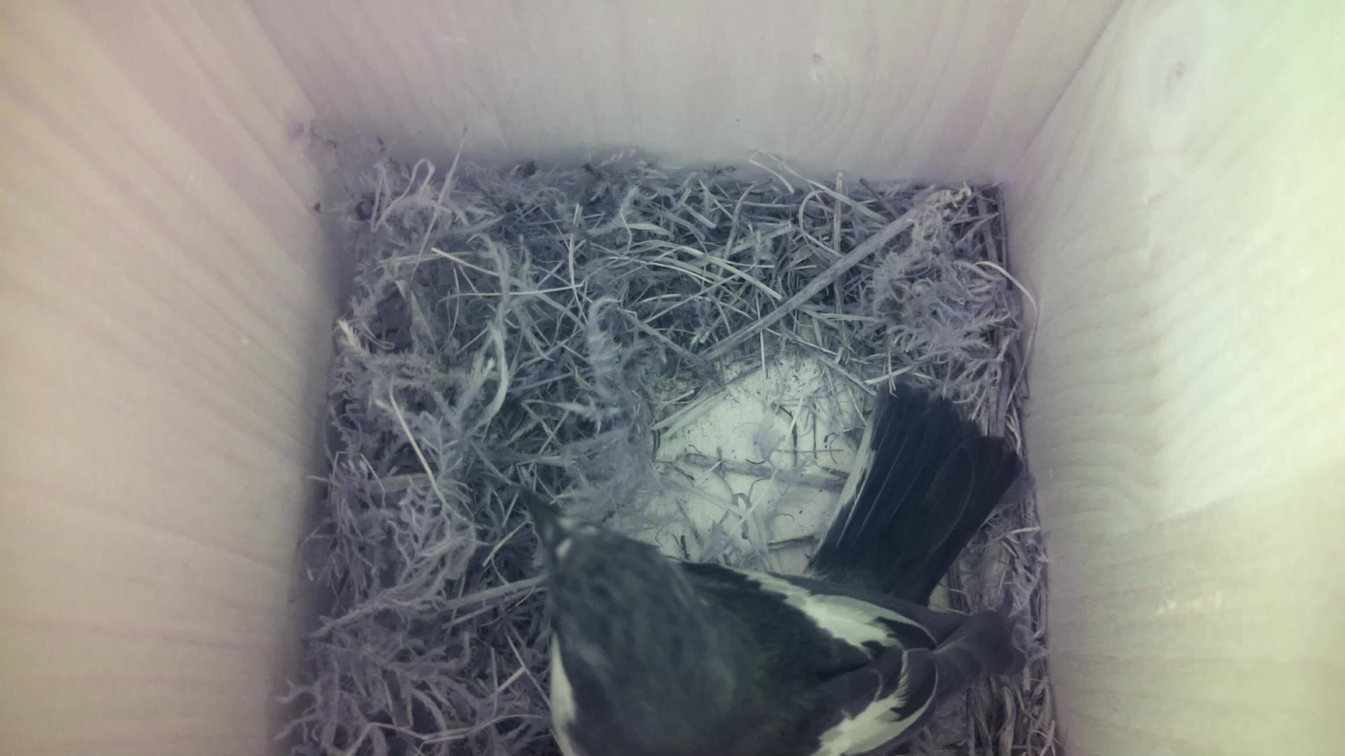 Aufnahme aus dem Vogelhaus