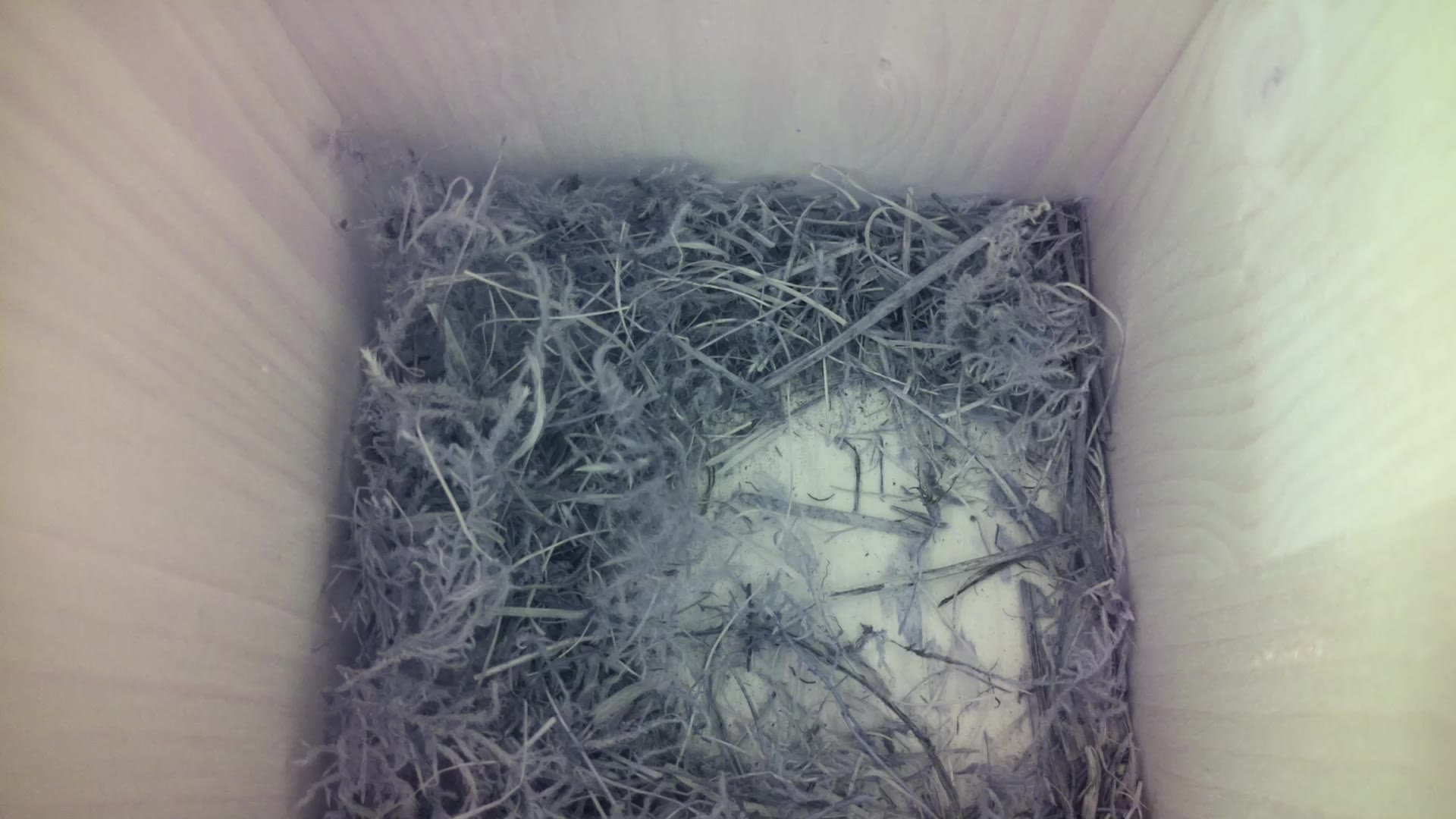Aufnahme aus dem Vogelhaus