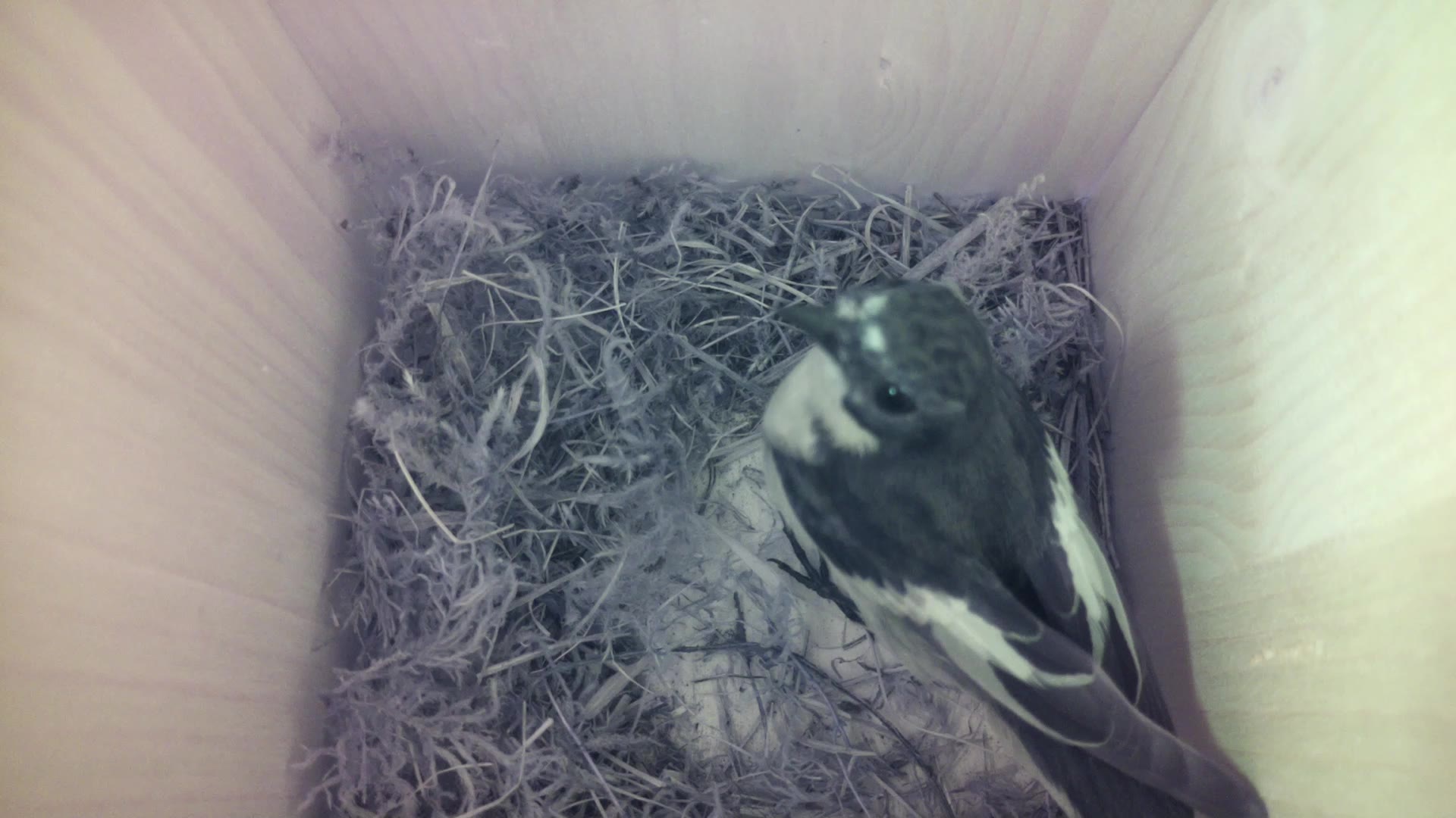 Aufnahme aus dem Vogelhaus