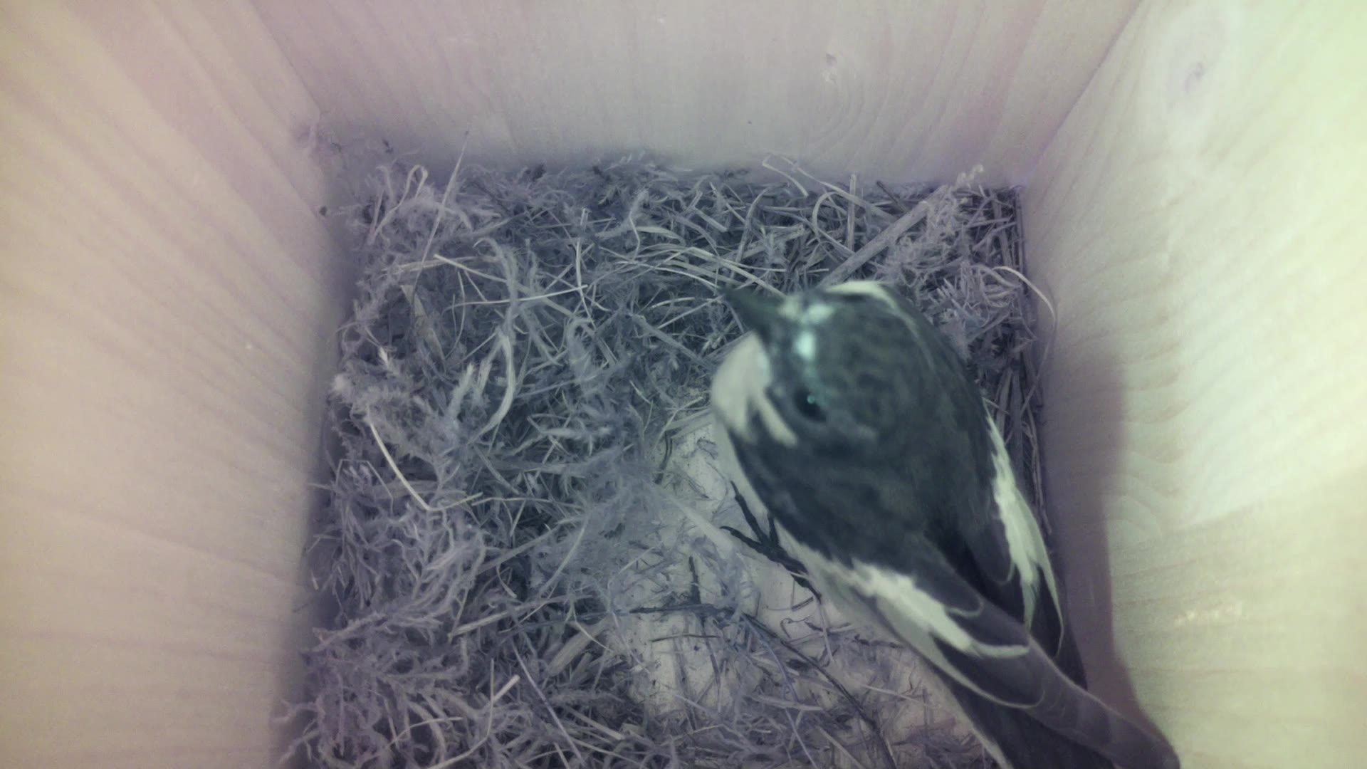 Aufnahme aus dem Vogelhaus