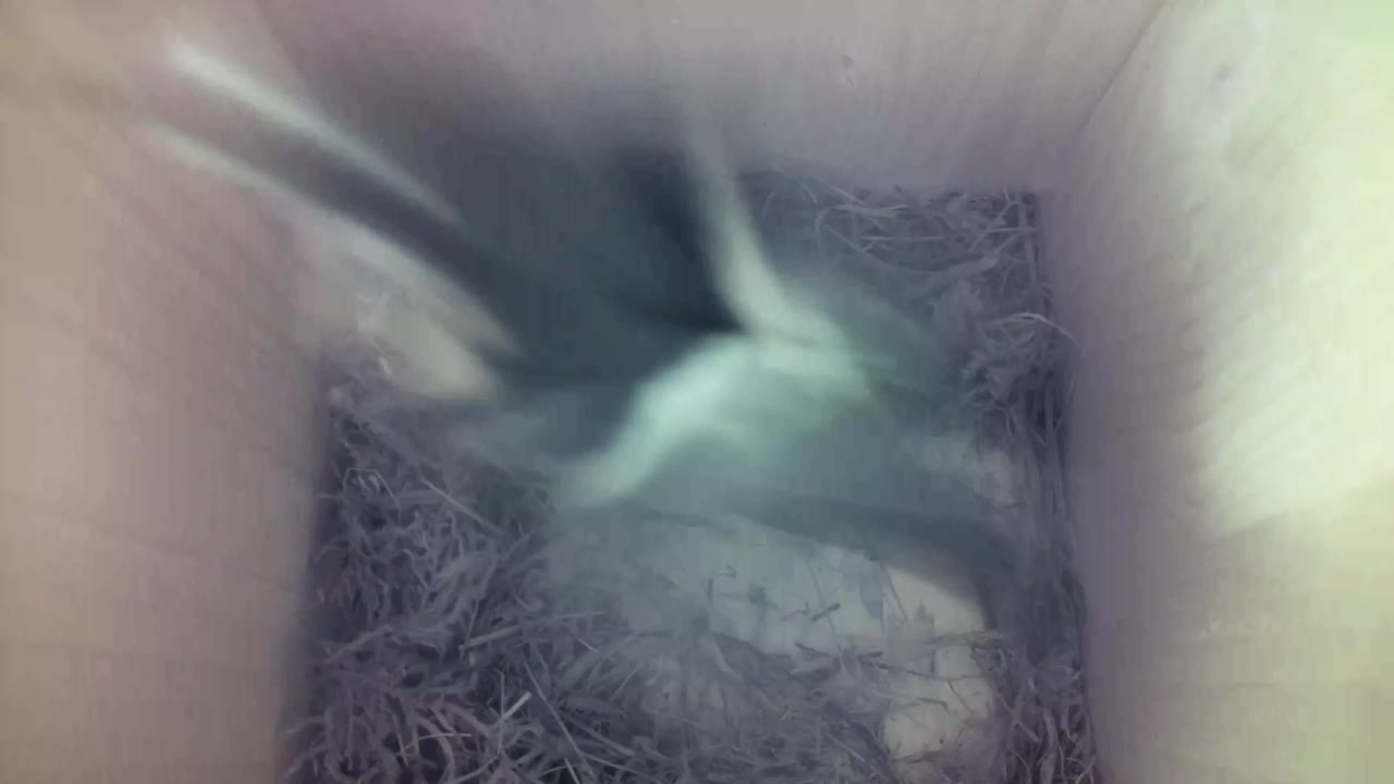Aufnahme aus dem Vogelhaus