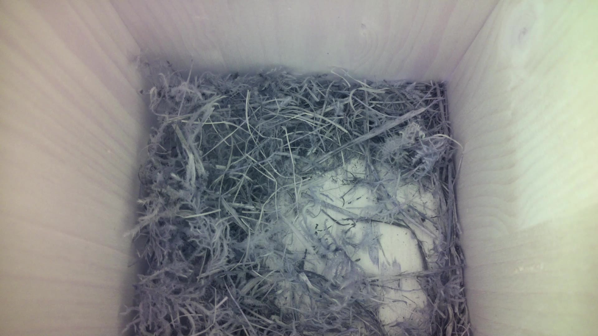 Aufnahme aus dem Vogelhaus