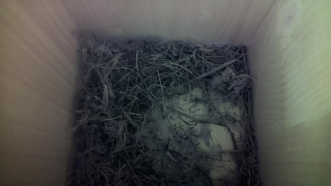 Aufnahme aus dem Vogelhaus