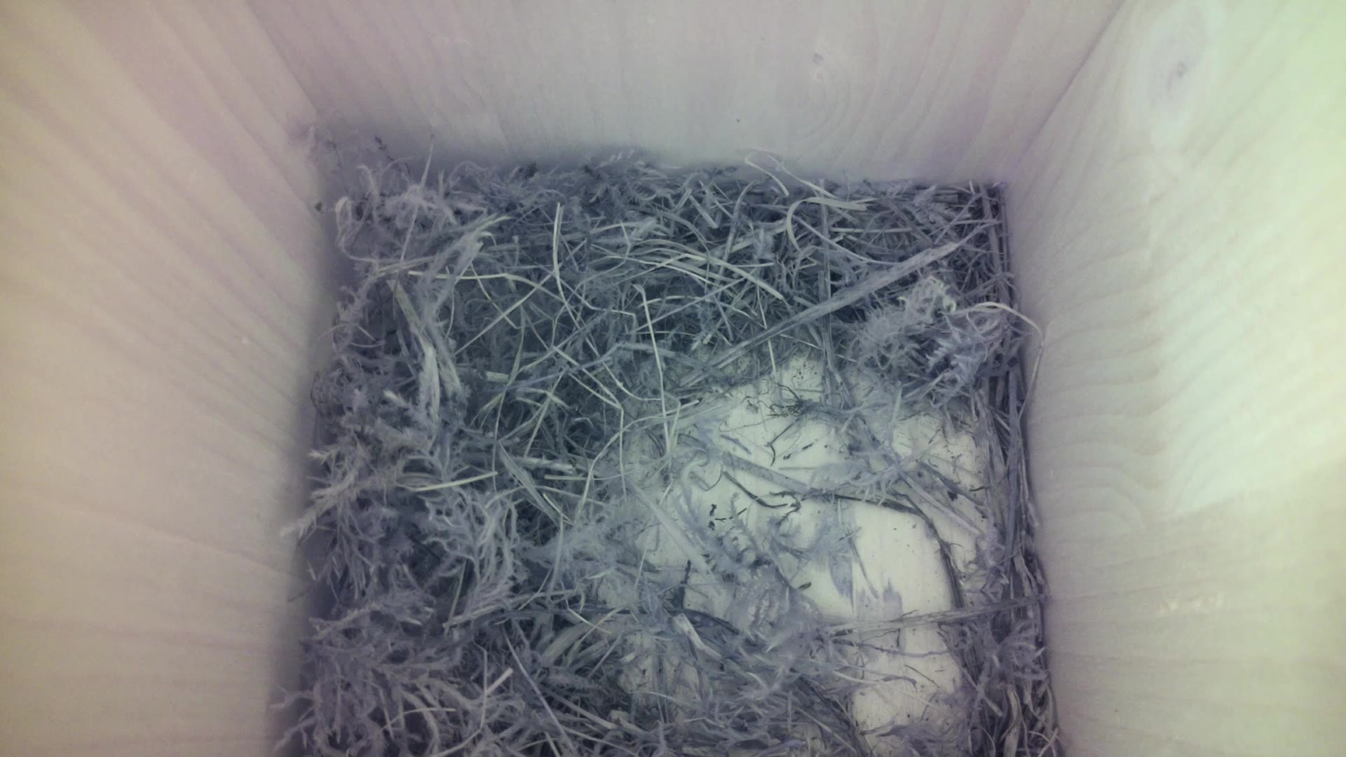 Aufnahme aus dem Vogelhaus
