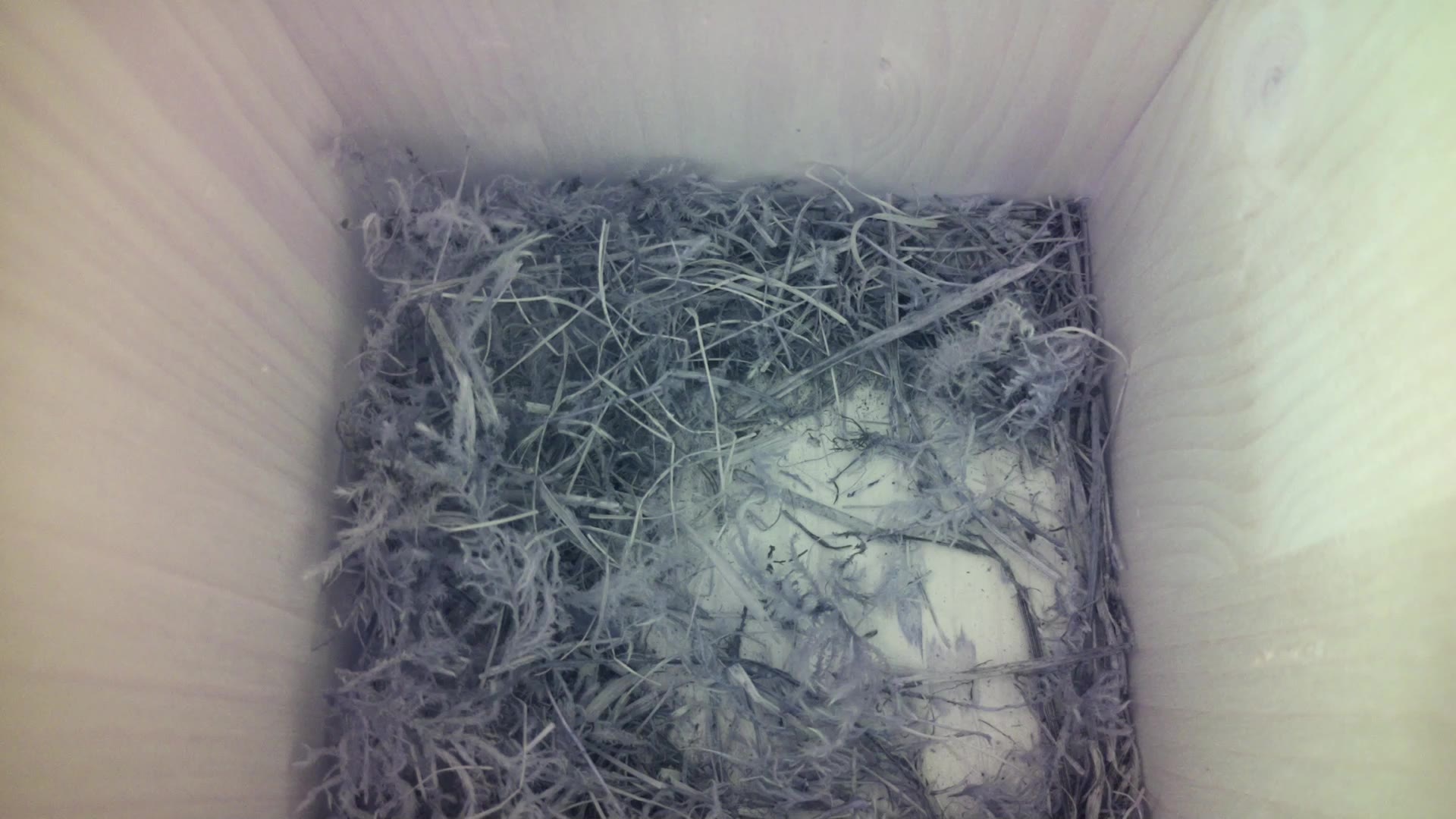 Aufnahme aus dem Vogelhaus