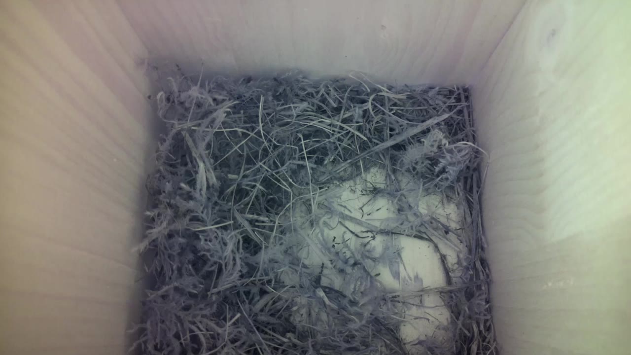 Aufnahme aus dem Vogelhaus