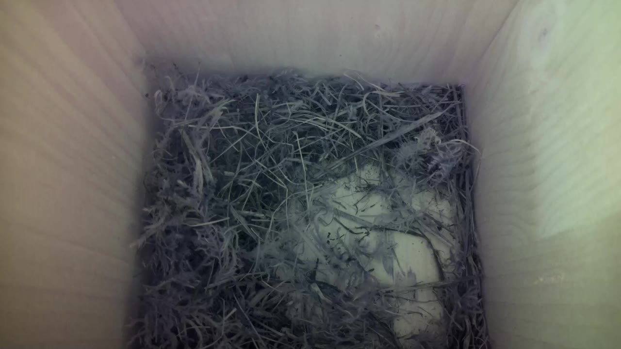 Aufnahme aus dem Vogelhaus