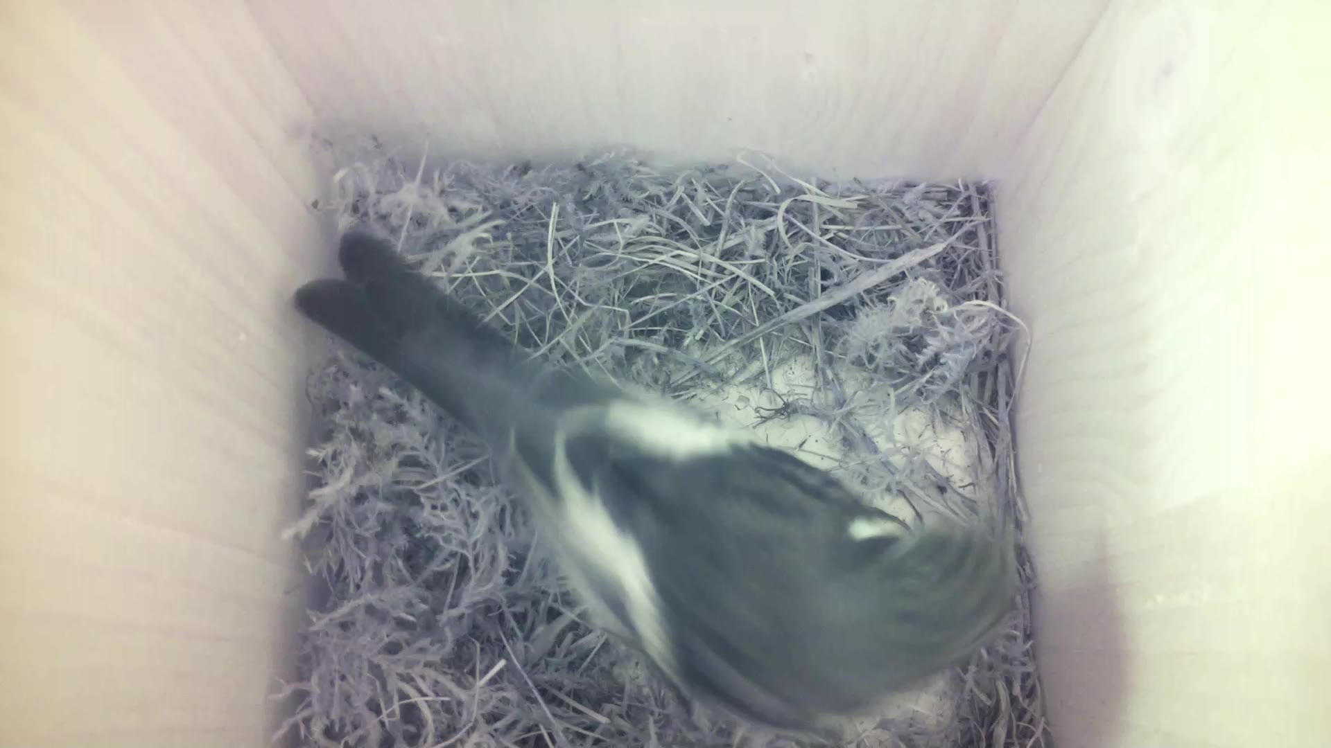 Aufnahme aus dem Vogelhaus