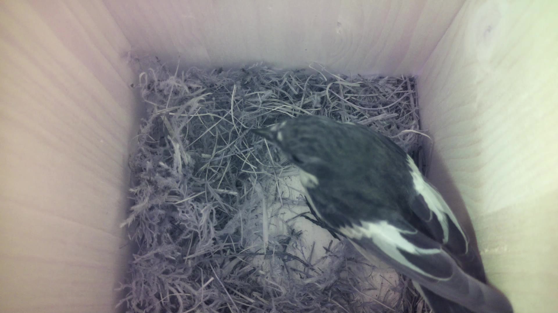 Aufnahme aus dem Vogelhaus