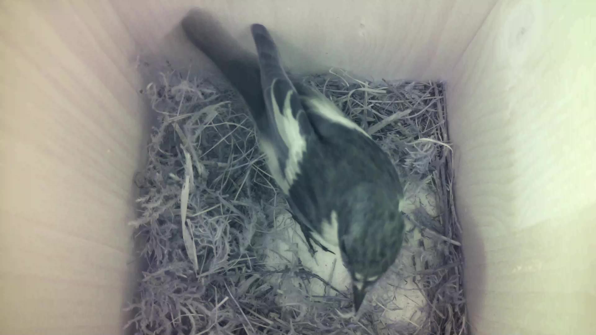 Aufnahme aus dem Vogelhaus