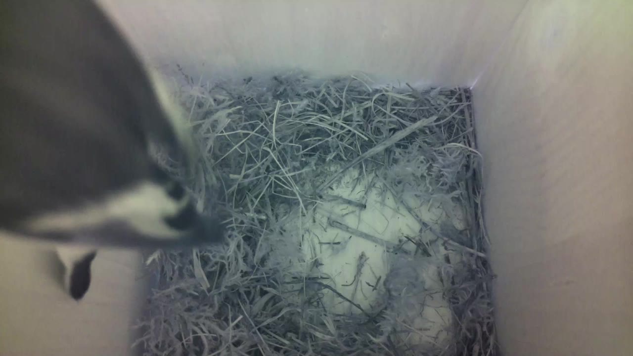 Aufnahme aus dem Vogelhaus