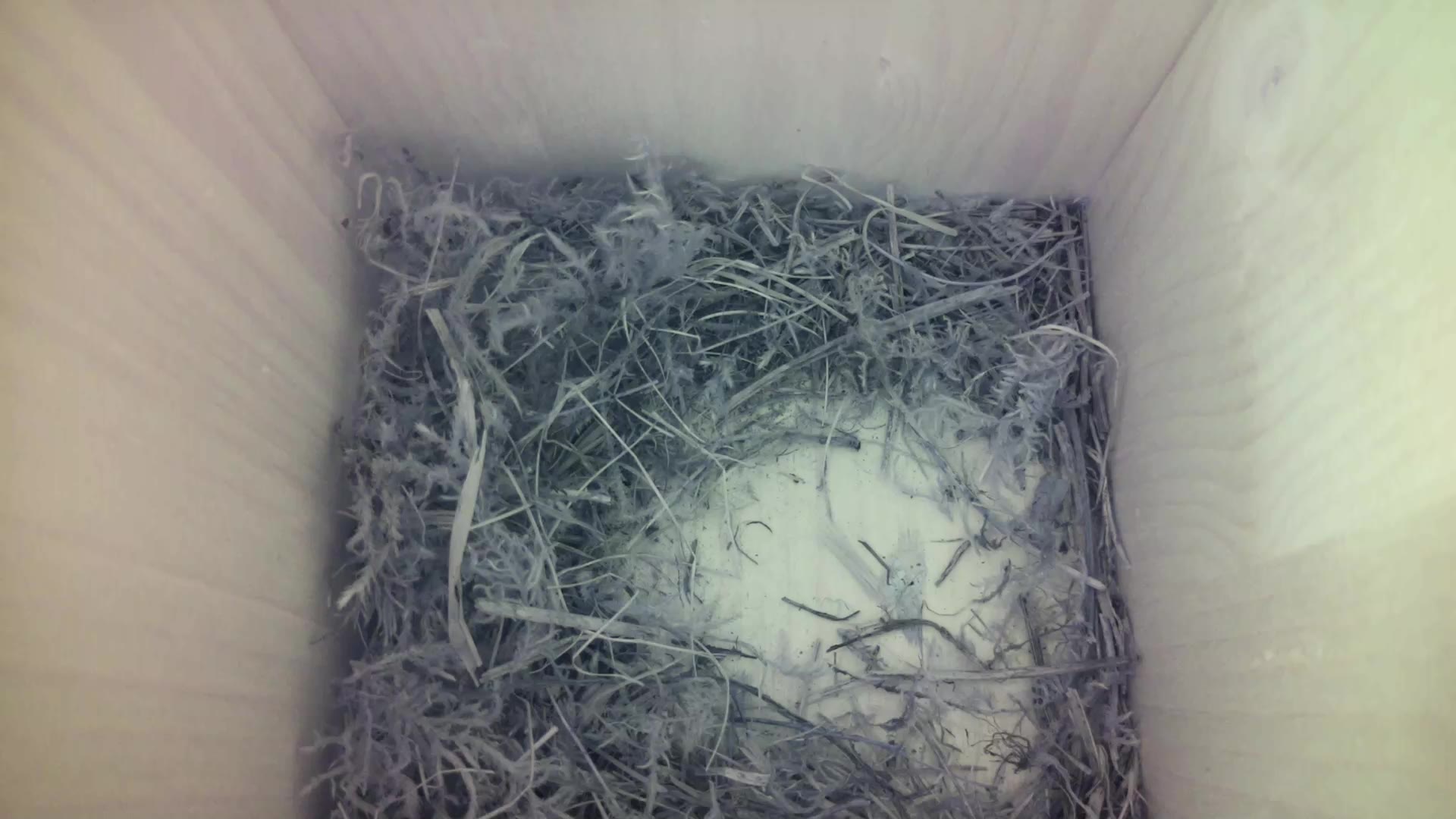 Aufnahme aus dem Vogelhaus