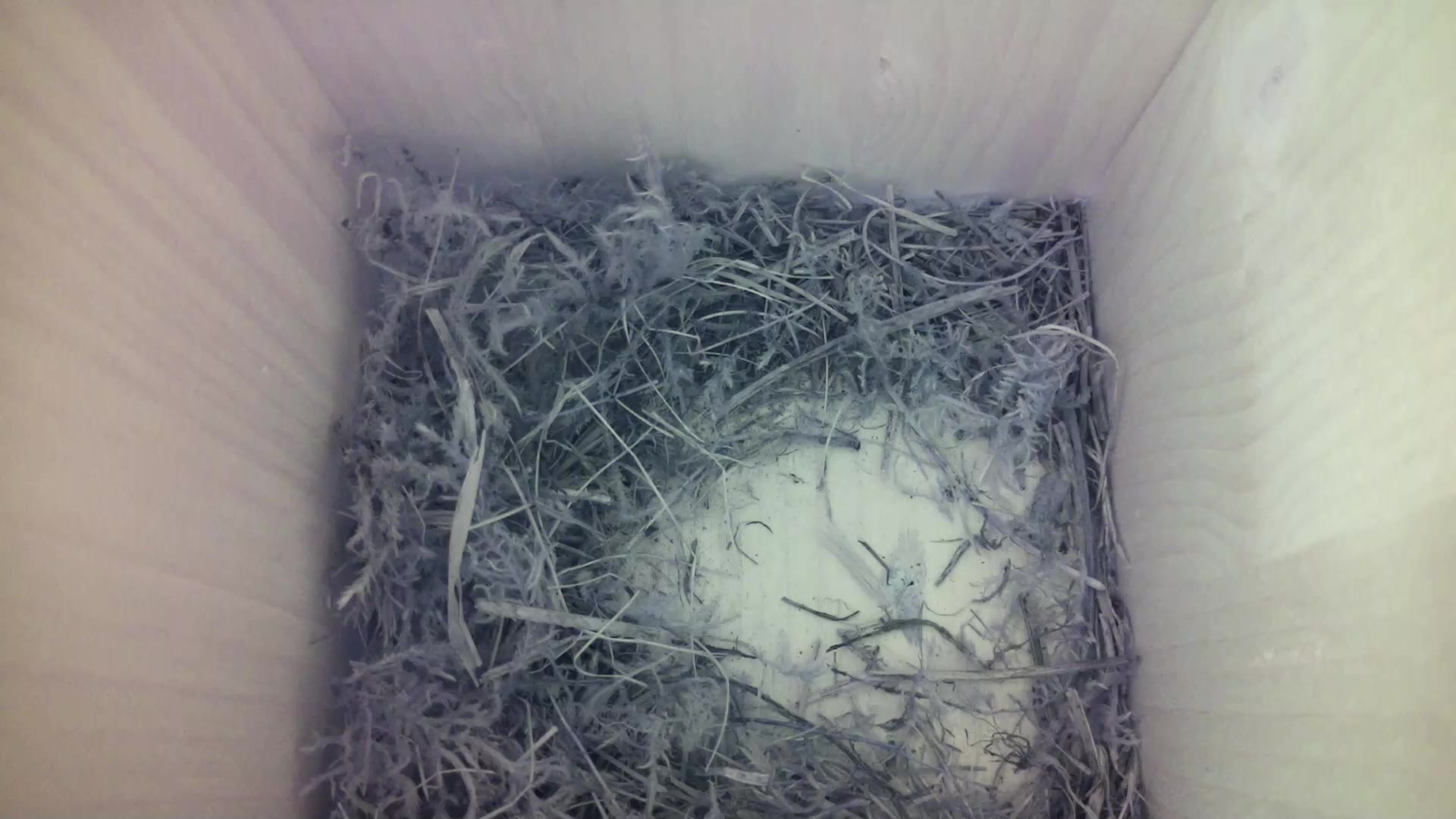 Aufnahme aus dem Vogelhaus