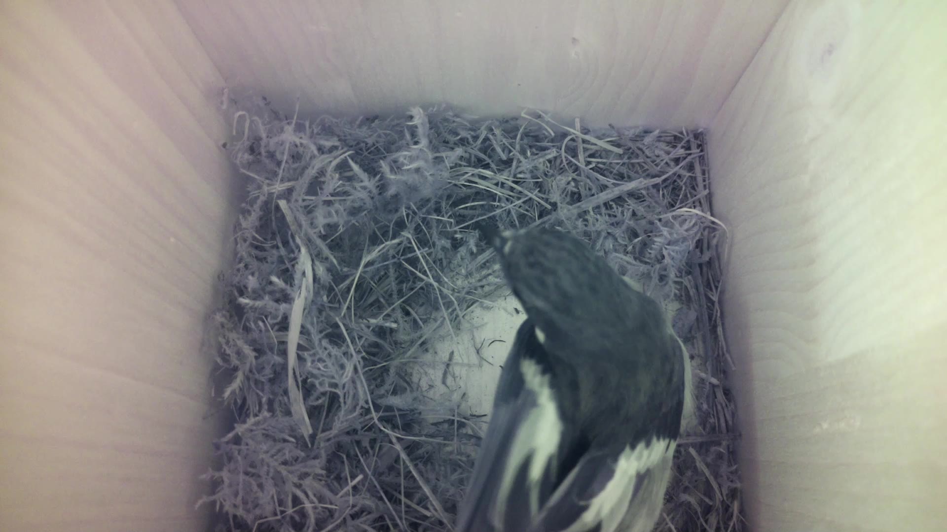 Aufnahme aus dem Vogelhaus