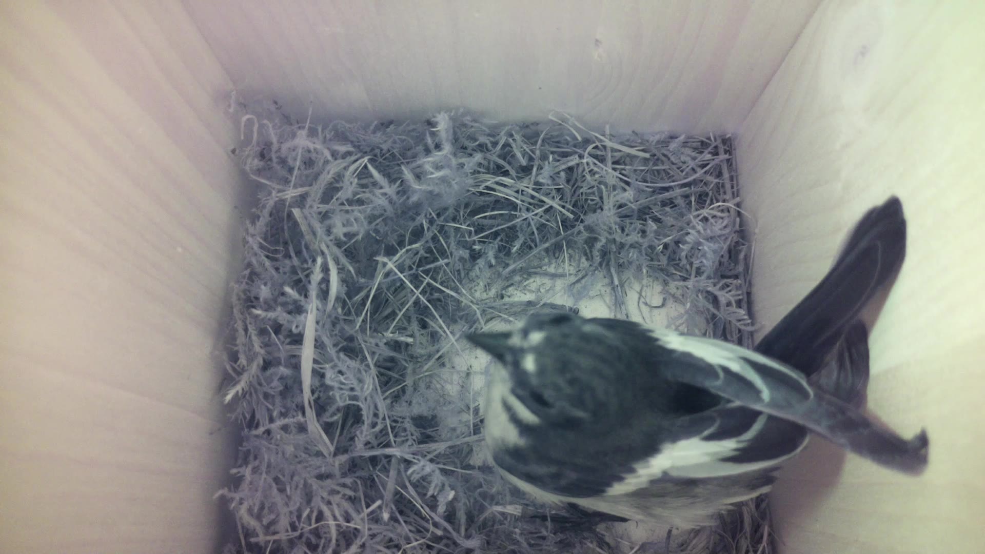 Aufnahme aus dem Vogelhaus