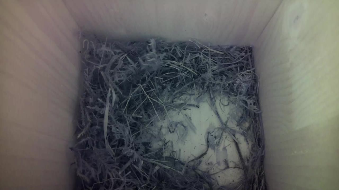 Aufnahme aus dem Vogelhaus