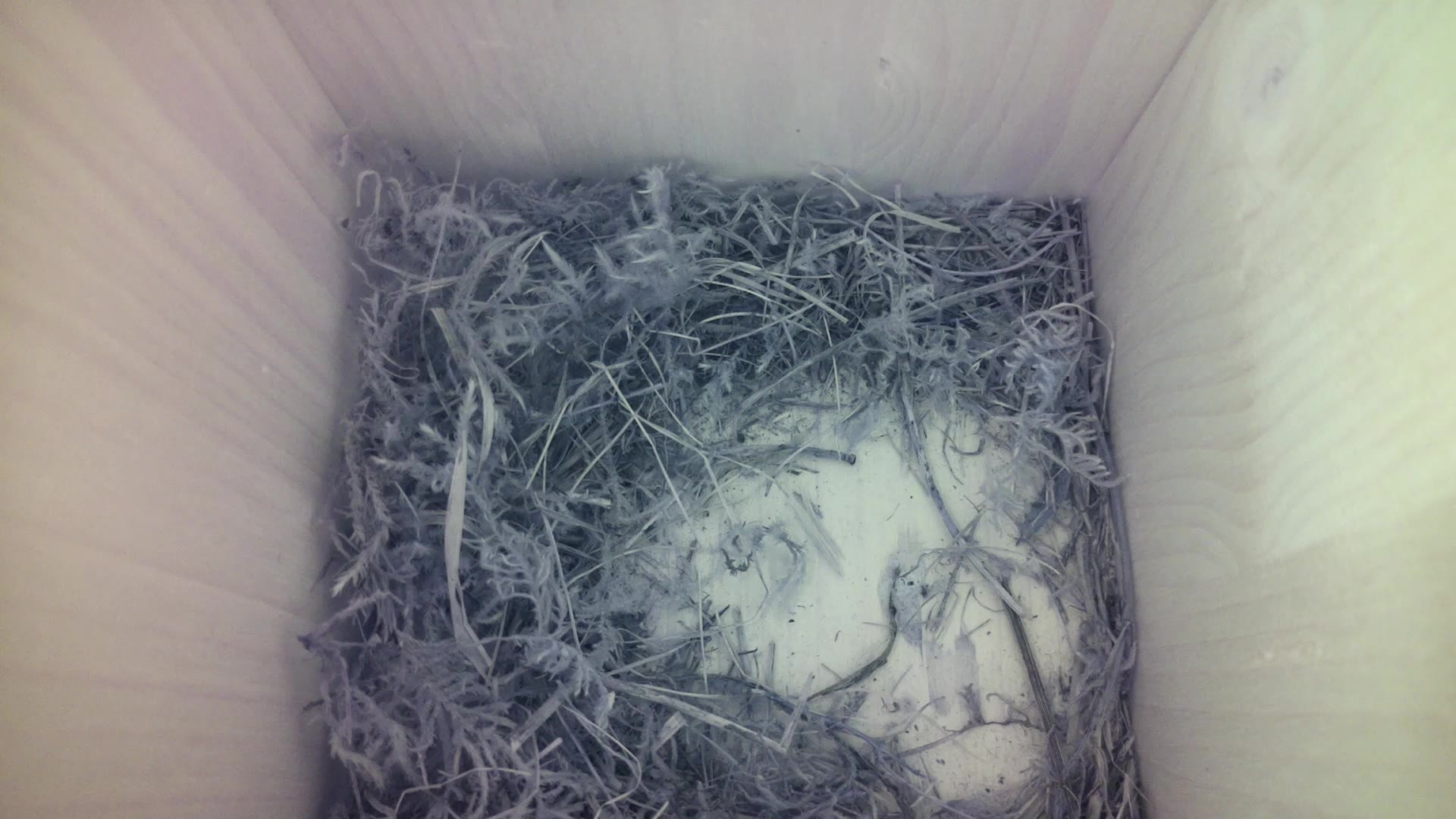 Aufnahme aus dem Vogelhaus