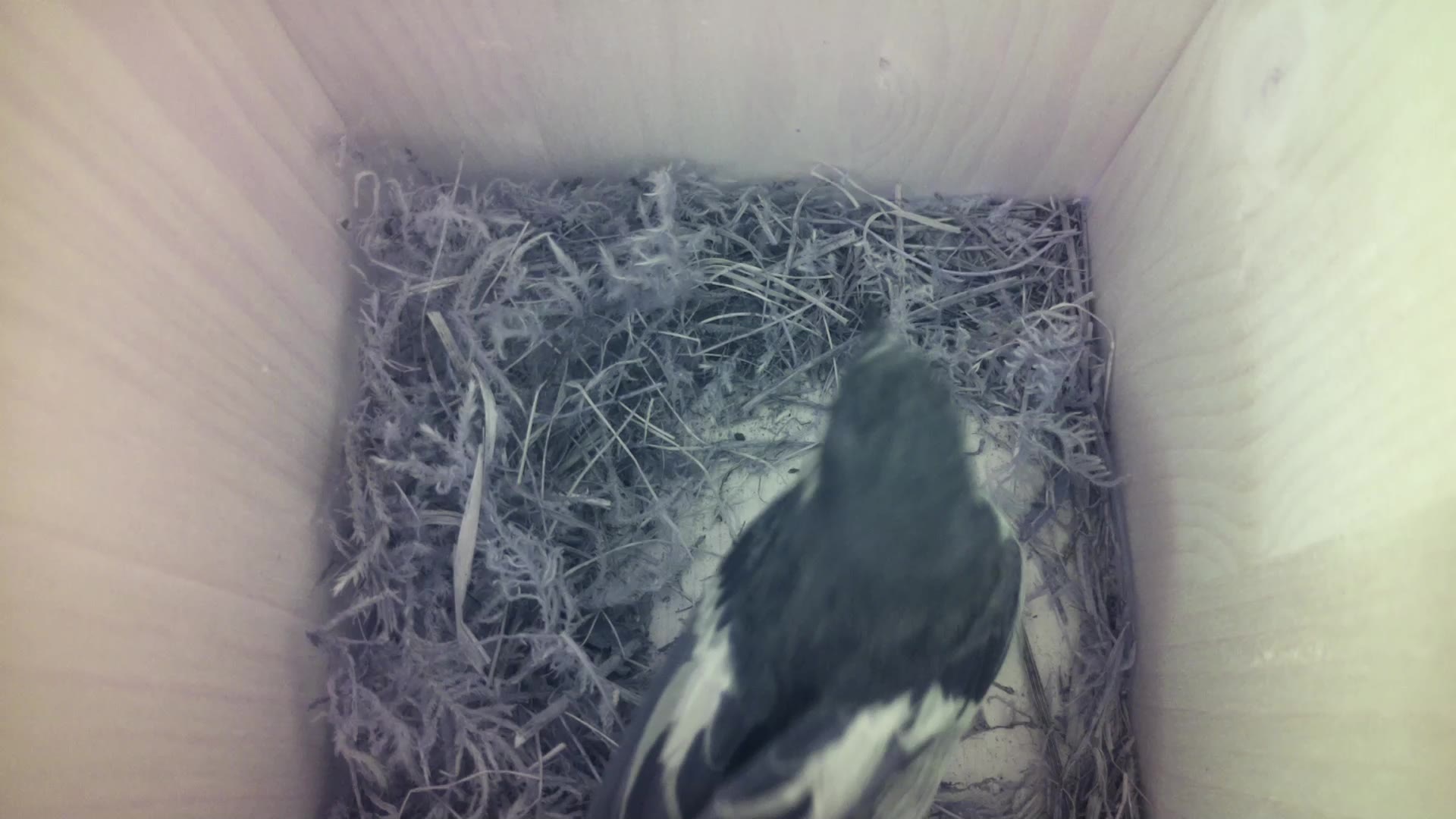 Aufnahme aus dem Vogelhaus