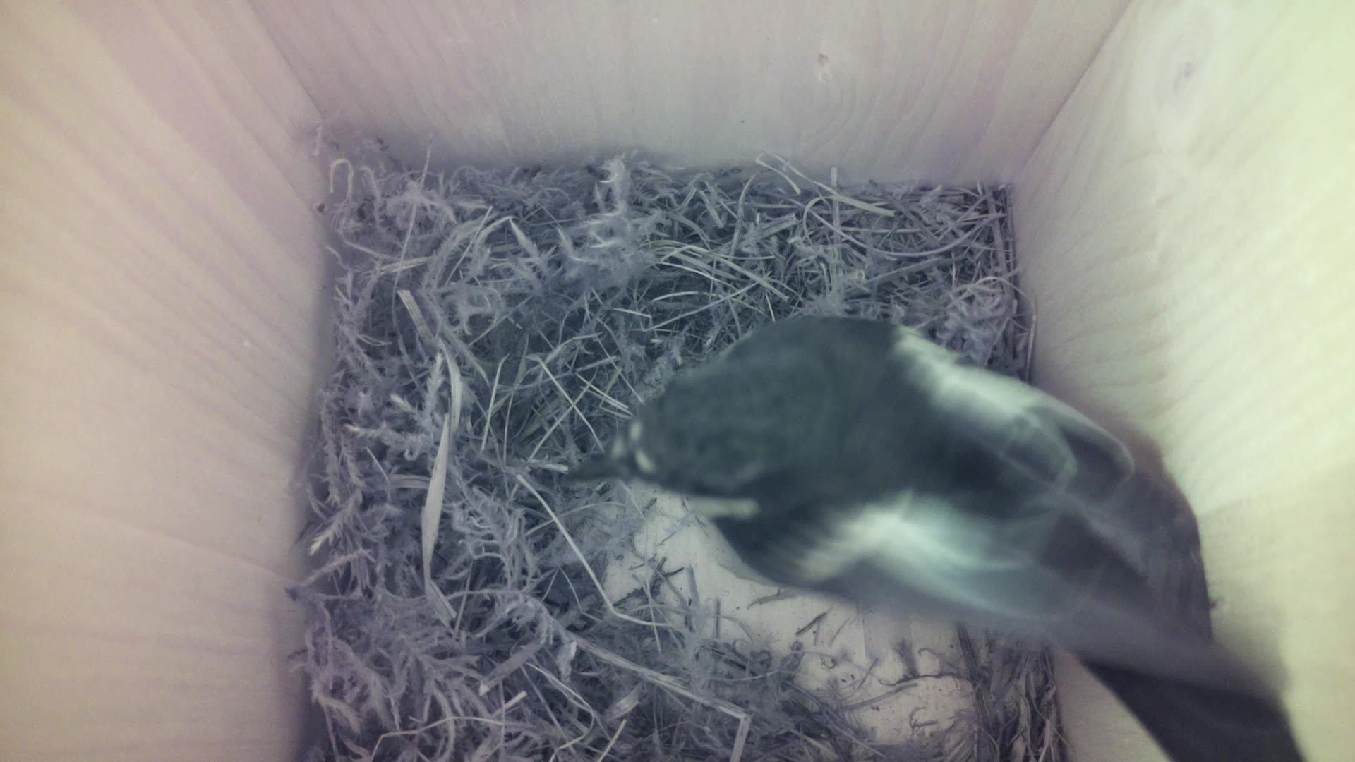 Aufnahme aus dem Vogelhaus